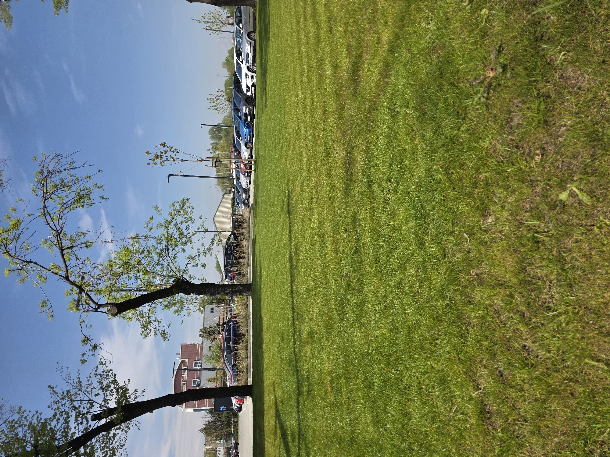 The image displays a bright, sunny outdoor scene, rotated 90 degrees clockwise. When viewed correctly, it shows a wide, meticulously maintained expanse of green grass on the left side, characterized by varying shades of green and some faint shadows suggesting overhead trees. To the right of this lawn, a paved area holds a long line of parked cars of different models and colors, including white, black, blue, and red vehicles, facing away from the viewer.
Behind the parked cars, several buildings, possibly residential or commercial, are visible with light-colored walls and reddish-brown roofs. Numerous trees with green foliage are scattered throughout the scene, particularly on the left side of the grass and framing the buildings in the background. The sky is a clear, light blue with a few wispy, white clouds. Streetlights are visible along the parking area. The strong sunlight and cast shadows indicate it is daytime, likely mid-morning or afternoon. The setting appears to be an urban or suburban environment, with the provided context being Plovdiv, Bulgaria. No specific activities or individuals are discernibly present. A small blue parking sign with a white 'P' is visible on a pole near the parked cars, but other text, such as on distant buildings or vehicles, is too small or blurry to be read.