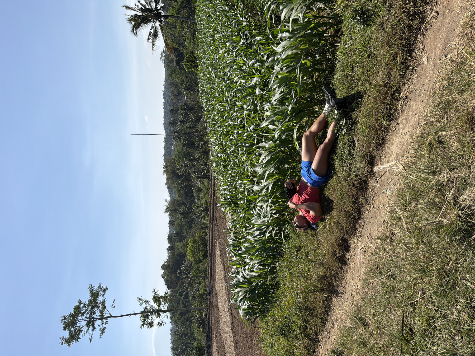 The image captures a person lying on the ground at the edge of a lush cornfield in Dampit, Indonesia. The person, wearing a red t-shirt and blue shorts, is reclining with their legs extended, seemingly taking a break. Their face is partially visible, suggesting a relaxed or contemplative pose.
The scene is set against a backdrop of vibrant green corn stalks that stretch across a significant portion of the frame, indicating a healthy crop. Beyond the field, rolling hills covered in dense, tropical vegetation are visible, characteristic of the Indonesian landscape. A clear blue sky dominates the upper part of the image, suggesting it is daytime with fair weather.
To the left of the cornfield, a section of tilled earth can be seen, possibly a freshly prepared agricultural plot. A solitary tree with sparse foliage stands prominently in the lower left, and in the distance, a tall palm tree reaches towards the sky, further reinforcing the tropical setting. A thin, vertical pole is also visible in the distance, rising from the landscape.
The sunlight casts distinct shadows, indicating it is likely mid-morning or afternoon. The overall atmosphere of the image is one of tranquility and connection with nature, capturing a moment of rest amidst the agricultural surroundings of Dampit. There is no visible text in the image.