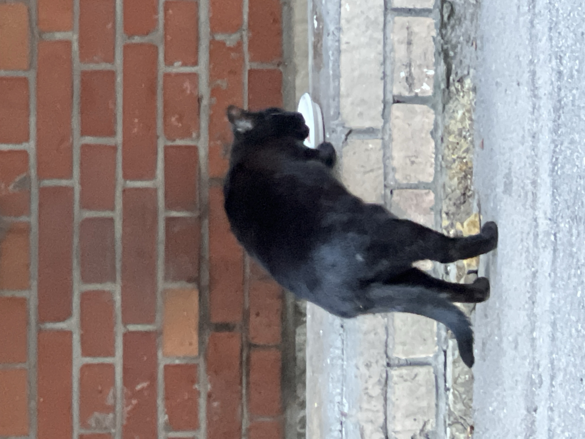 A black cat is eating from a white bowl placed on a brick ledge. The background consists of a red brick wall, and the foreground is a paved surface. The scene appears to be in an outdoor urban environment. There are no people visible in the image. The cat is facing away from the camera, towards the bowl, and its tail is slightly curved upwards. The lighting suggests it is daytime. The location is identified as Sinyavino, Russia, though this specific detail cannot be verified from the visual information alone.
