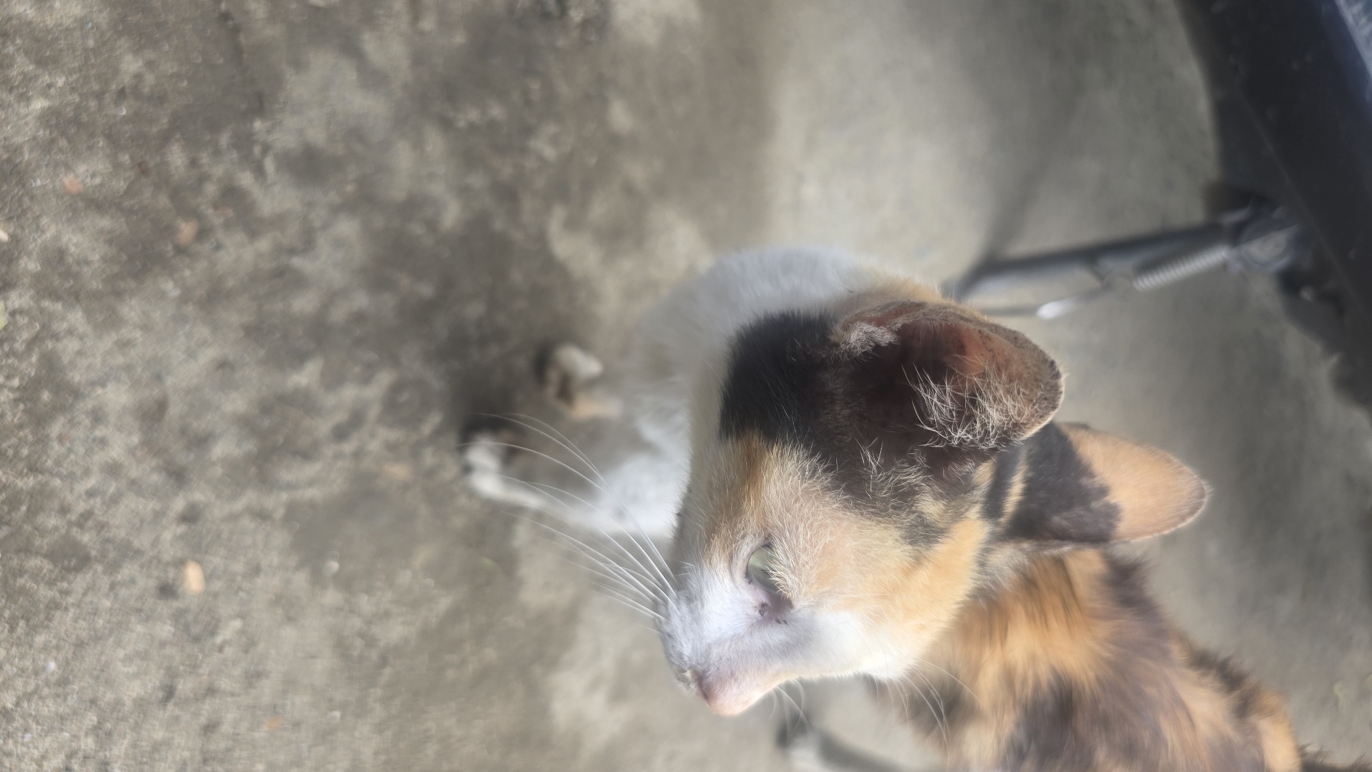 A high-angle, slightly blurred photo shows a calico cat on a textured gray surface. The cat's head is in the foreground, with a white and light orange face and white whiskers. Its ears are tipped with black and orange. The background appears to be concrete, and a portion of a metal object, possibly a bicycle part, is visible in the upper right corner. The location is assumed to be Lhokseumawe, Indonesia.