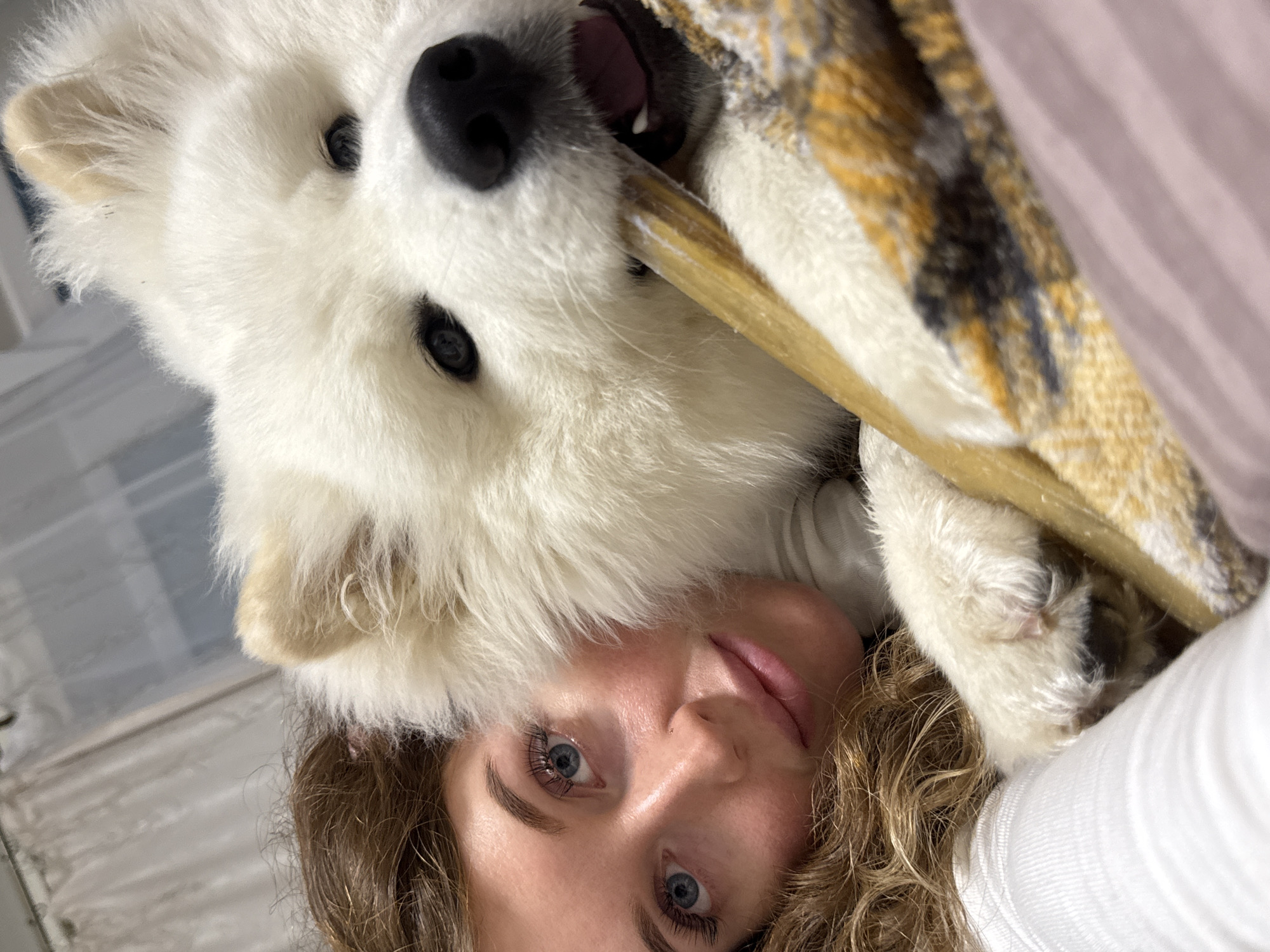 The close-up, rotated image captures a young woman and a large white dog in an indoor setting. The dog, positioned in the upper portion of the frame, features fluffy white fur, a prominent black nose, and dark eyes. It is actively chewing on a light brown, cylindrical chew toy or bone, with its mouth open, revealing teeth. Part of a patterned fabric with yellow, black, and brown plaid-like design is visible around the dog and the chew toy.
Below the dog, the woman is seen, with her face oriented towards the camera. She has striking blue eyes, long dark eyelashes, well-defined eyebrows, and light brown curly hair partially framing her face. Her lips are slightly parted, indicating a relaxed expression. A portion of her white clothing is visible on the right side of the frame. In the background, behind the dog and the patterned fabric, is a plain, light pinkish or mauve fabric, possibly a blanket or pillow.
The overall mood conveys a moment of quiet companionship and relaxation between the woman and her pet. There are no direct visual cues for the time of day or weather conditions. This scene is contextualized as being in Chaikovsky, Russia. No visible text is present in the image.