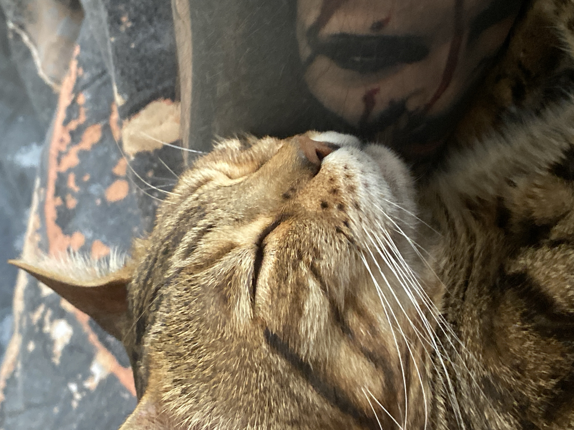 A close-up image primarily features a sleeping or resting tabby cat, likely a Bengal breed, viewed from its left side. The cat's eyes are closed, conveying a sense of peace and tranquility. Its prominent pinkish nose is central, surrounded by a dense array of long, white whiskers that extend outwards. The cat's fur is a detailed pattern of light and dark brown stripes with black markings, showcasing its distinct tabby patterns on its head and body.
In the blurred background, a reflection of a person's face is discernible on a dark, reflective surface. The reflection shows a mouth adorned with dark makeup, possibly black lipstick, and reddish streaks or smudges, resembling blood or artistic paint, are visible on the chin and lower cheek area of the reflected face. The reflection is out of focus, making other facial details indistinct. To the left of the reflected person, a textured background appears, showing abstract patterns of irregular orange-brown patches against a dark grey or black base. The cat is brightly illuminated, suggesting natural light, while the reflected area is comparatively darker. There is no visible text within the image.