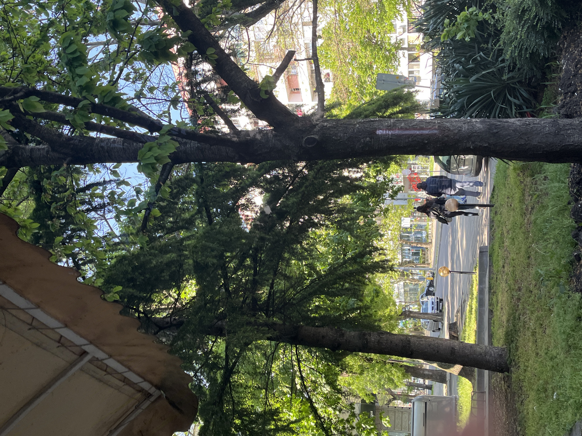 The image is taken outdoors in an urban environment, potentially in Burgas, Bulgaria. The viewpoint is from ground level, slightly angled upwards towards the trees. Dominating the foreground and partially obscuring the background are two mature trees with dense foliage, suggesting they are in full leaf. One tree has a prominent, horizontally oriented trunk marked with a red painted line. Pedestrians, including at least two people, are visible in the background walking along a sidewalk adjacent to a street with parked cars. Street lighting is present. Buildings and other vegetation, possibly including yucca plants, can be seen. There is a building canopy covering the lower left side of the image.