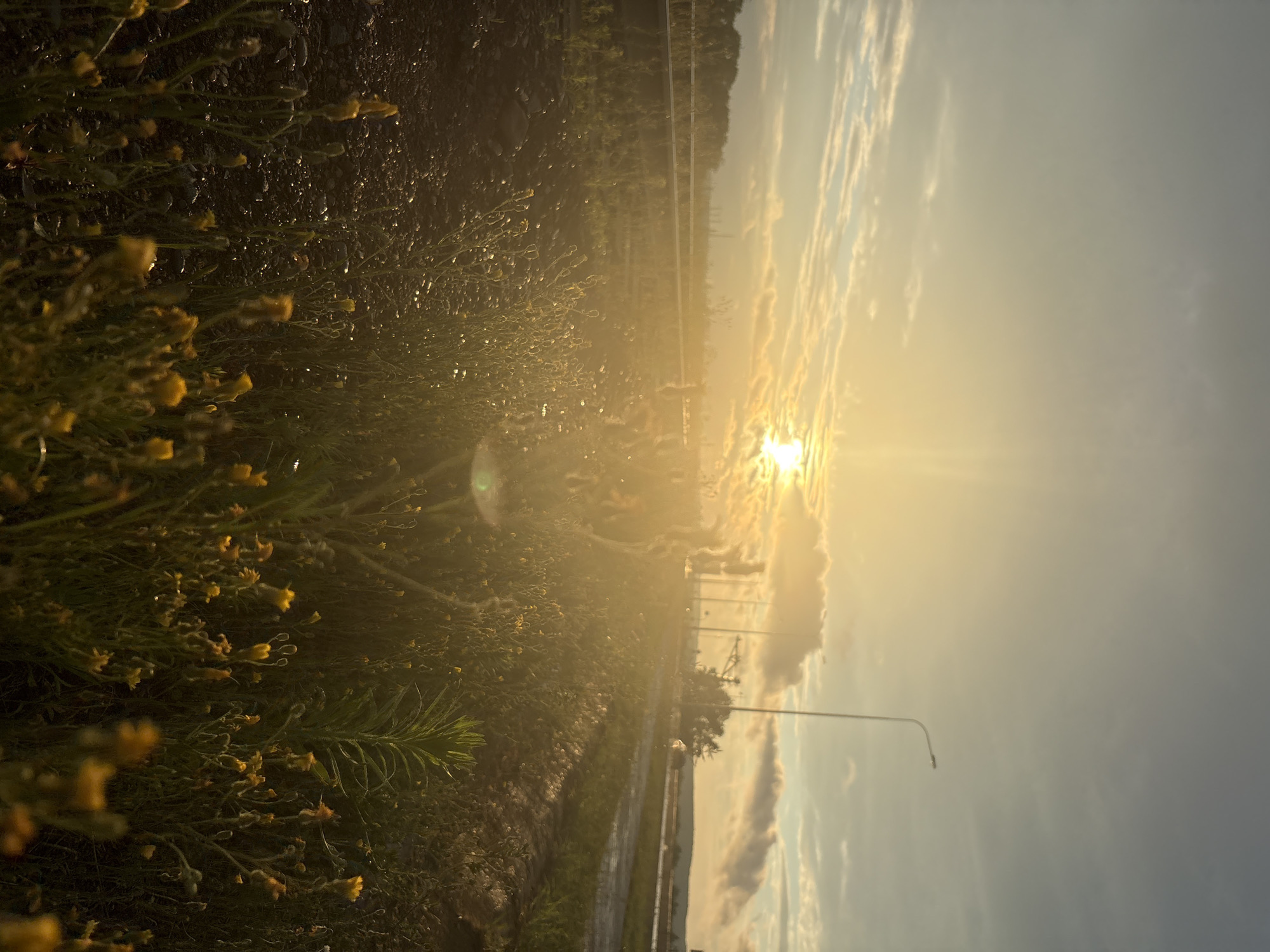 The image depicts a roadside scene in Chaikovsky, Russia, during sunset. The sun, a bright orb, is partially obscured by clouds and casts a warm, golden light across the landscape, creating lens flare and illuminating dew drops on the vegetation. In the foreground, low-lying yellow wildflowers and green grass grow in dark soil, interspersed with small stones. A shallow ditch or furrow runs through the field. In the middle ground, a paved road is visible, with a lamppost on the right side. The road appears wet, suggesting recent rain. Beyond the road, there are trees and distant structures, including what appear to be utility poles. The sky is a gradient of pale yellow, orange, and blue, with scattered clouds. There are no people or animals visible in the image. The overall impression is one of a natural landscape adjacent to an urban area, captured during a serene evening.