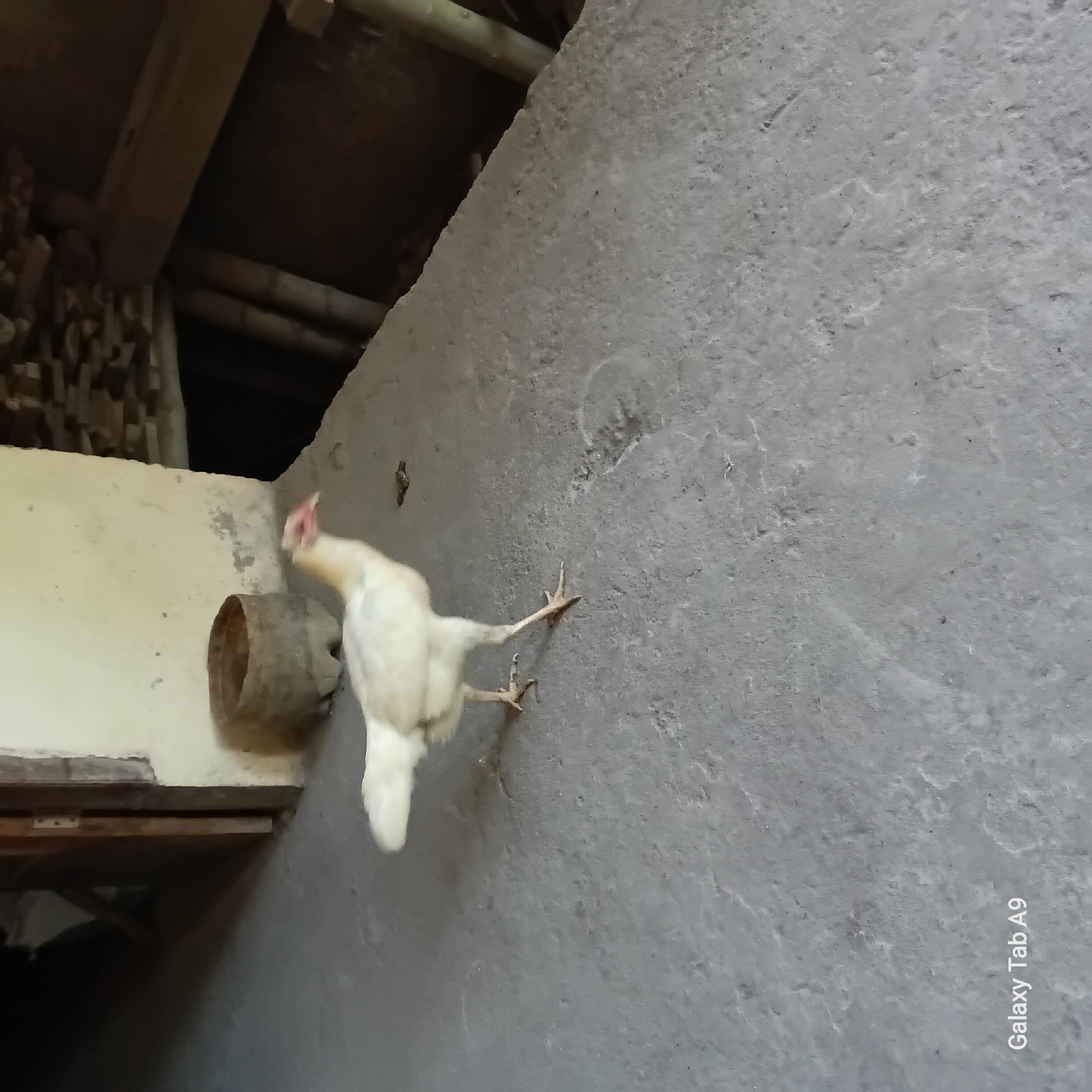 A white chicken is walking on a concrete floor. The chicken is facing to the right, and its head is lowered as if it is foraging. The chicken has its wings tucked in, and its legs are spread apart as it walks. The concrete floor is dirty and uneven, with some cracks and stains. In the background, there is a wall with a doorway, a wooden structure, and some stacked wood. The lighting in the scene is dim and natural, casting shadows on the floor. The overall impression is one of a rustic, rural setting. The watermark "Galaxy Tab A9" is visible in the bottom left corner of the image.