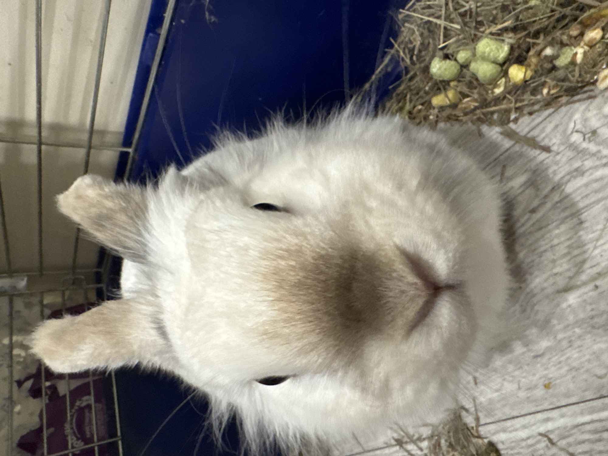 A close-up, eye-level shot shows the face of a light-colored rabbit with prominent ears and a fluffy mane. The rabbit's nose is twitching slightly, and its eyes are dark and alert. The background is out of focus, but appears to be a cage with a blue base and wire bars. To the right of the rabbit is a nest of hay with a few green and yellow pellets scattered within. The flooring beneath the rabbit is light gray and appears to be made of wood planks. No individuals or activities other than the rabbit are visible. The location is not discernible from the image.