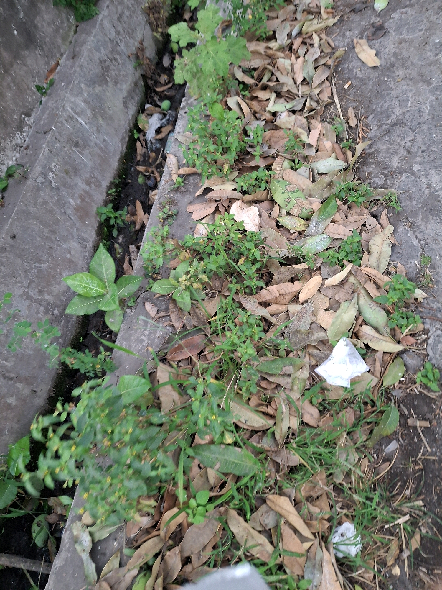 The image shows a concrete ditch filled with debris, including fallen leaves, twigs, and some pieces of white plastic. Small green plants are growing in and around the ditch. The ground beside the ditch is covered in more fallen leaves and grass. The scene appears to be an outdoor urban environment in Lumajang, Indonesia, likely a drainage ditch along a street or pathway. There are no people visible in the image. The overall impression is one of neglect and disarray.