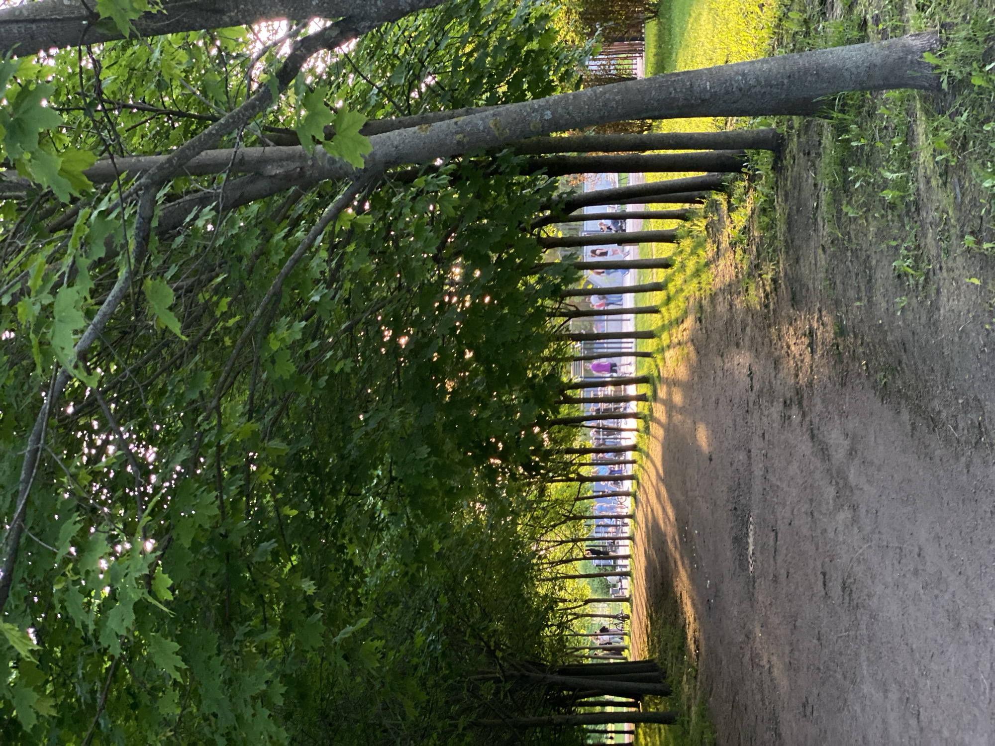 This image depicts a serene, tree-lined avenue or path, likely situated within a park or historical garden in Saint Petersburg, Russia. The perspective looks down the length of the path, which is unpaved and appears to be dirt or gravel.
On the left side, dense foliage of green leaves and numerous branches creates a natural canopy, with bright sunlight filtering through, producing a dappled light effect. Many leaves exhibit distinct lobed shapes, possibly from maple trees.
The path itself stretches into the distance, illuminated by the warm, low-angle light of the sun. Long, striking shadows from the trees on the right side are cast across the path, creating a rhythmic pattern. A consistent row of tree trunks lines the right side of the path, beyond which lies a brightly lit grassy area.
Several small figures of people are visible in the far distance, engaged in leisurely activity such as walking or standing along the path. Their details are indistinct due to the distance, but they appear to be casually dressed, with one person in the furthest distance wearing purple. Some bicycles might also be present near these individuals.
The lighting indicates late afternoon or early evening, often referred to as the golden hour, characterized by the warm glow and long shadows. The overall atmosphere is peaceful and conducive to outdoor recreation. No visible text is present in the image.