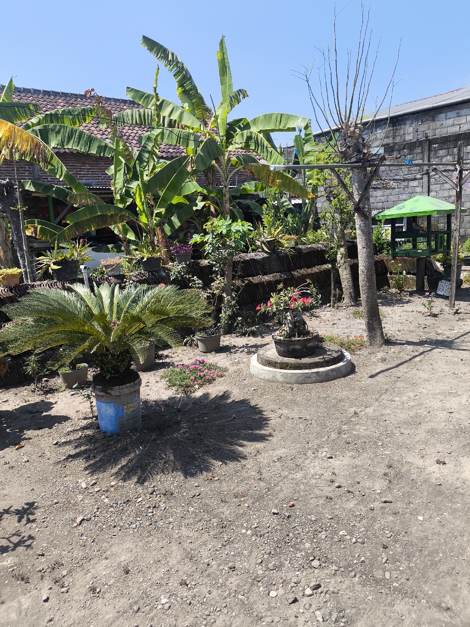 The image depicts an outdoor area, likely a yard or garden, in Lumajang, Indonesia. In the foreground, a sandy and gravelly ground is visible with some scattered pebbles and small plant debris. A large potted plant with frond-like leaves, possibly a sago palm, sits in a blue and white bucket on the left side of the frame, casting a distinct shadow on the ground. Further back, a circular stone platform holds a small potted plant with pink flowers. To the right, a tall, bare tree trunk with thin branches reaches upwards. Beyond the trees, a small, green gazebo-like structure with a patterned roof stands under a clear blue sky. Behind the gazebo, a brick wall can be seen. In the background, a building with a tiled roof is partially obscured by lush green banana plants. The overall impression is a somewhat unkempt but lived-in outdoor space, possibly a residential backyard or a small plot of land. The lighting suggests it is a sunny day.