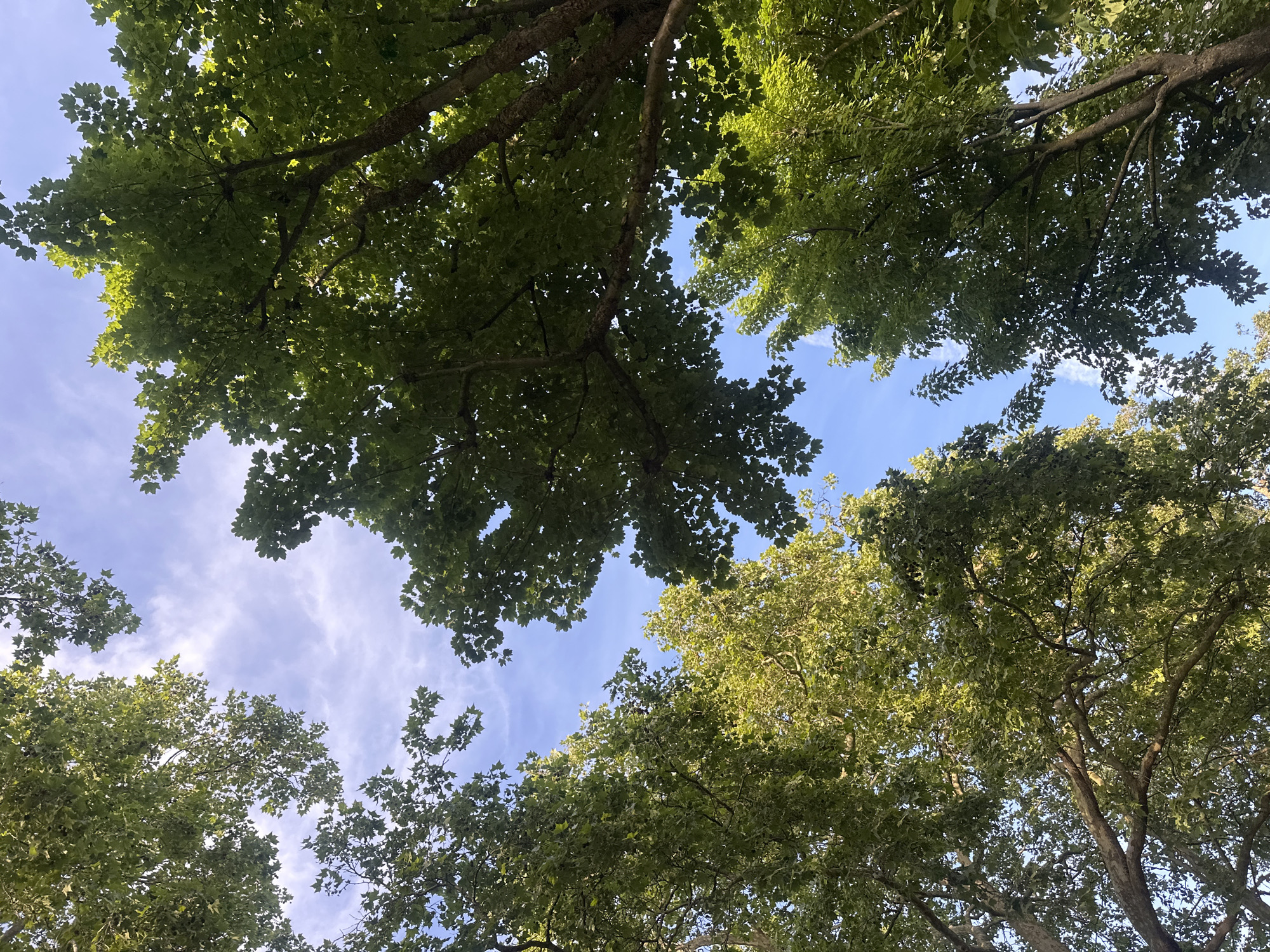 The image is taken from a low angle, looking up through the canopy of several trees towards the sky. The leaves are green and dense, partially obscuring a blue sky with wispy clouds. The branches of the trees are visible against the sky. The location cannot be determined from the image.