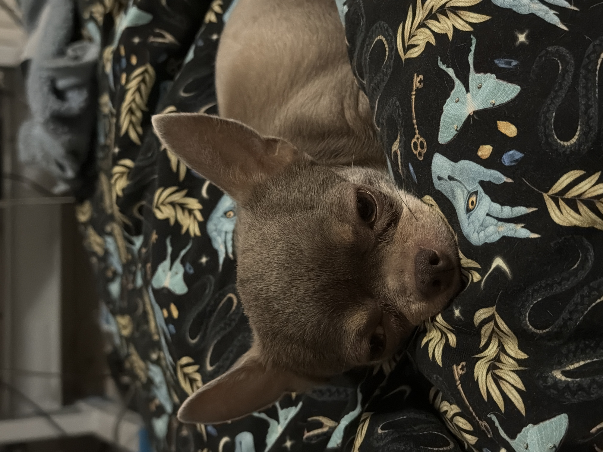 A grey chihuahua is lying on a black patterned blanket. The blanket features illustrations of snakes, dragons, keys, moths, leaves, stars, and gems. A grey blanket can be seen in the upper left corner of the image. The background is blurry and indistinct. It is impossible to determine a location or city from the visual information in the provided image.