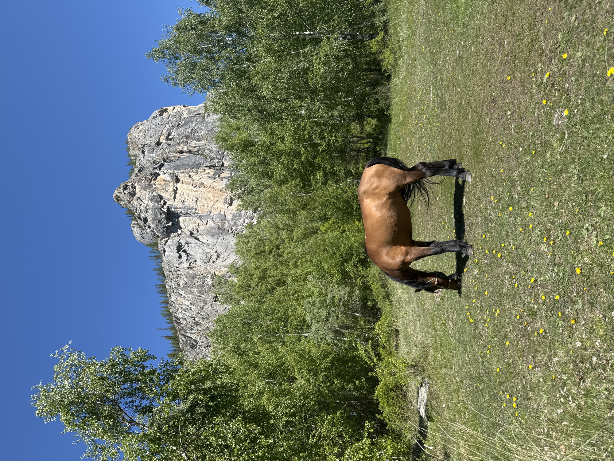 A horse grazes in a field of grass dotted with yellow flowers. Behind the horse, there are trees and a rocky cliff face. The sky is blue. The location is Unknown, Russia.