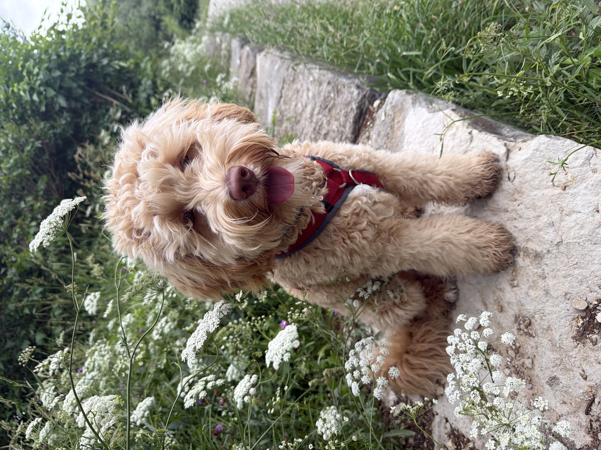 A light brown poodle mix dog is sitting on a rock wall outdoors. The dog has curly fur and is wearing a red harness. It is panting with its tongue out. The dog is surrounded by white wildflowers and green foliage. The background shows more greenery and a path to the right. The location is the Poinger Loipen in Poing, Germany.