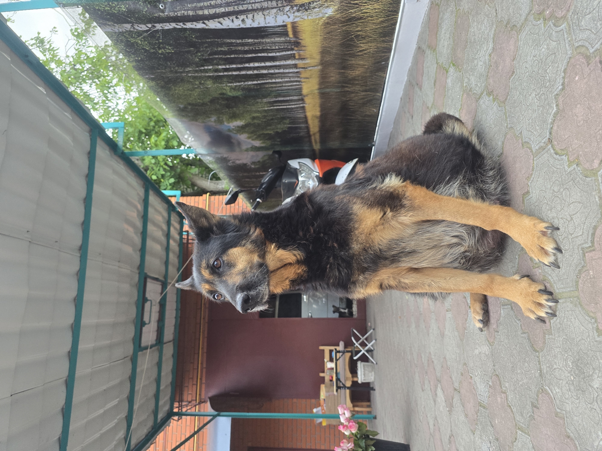 A black and tan dog with alert, brown eyes is the central subject of the image. The dog is lying on a patterned paved surface, possibly a patio or outdoor walkway, with its front paws extended and slightly crossed, looking directly at the camera. Its fur is a mix of black and shades of tan/brown, particularly around its muzzle, chest, and legs.
The setting appears to be an outdoor, partially covered area. To the left of the dog, there is a structure with a teal-colored frame and what looks like corrugated light-colored siding. Above the dog, a reflective surface displays a blurred image of a forest or a tree-lined landscape, possibly a large poster or banner. Partially visible behind the dog is a white and orange motorbike. In the background, beyond the motorbike, there is a reddish-brown wall, and further back, a small table with chairs can be seen. A black pot with pink flowers is also visible near the bottom right corner of the frame. Another dog's head or a reflection is faintly visible in a doorway or window behind the table. The ground is paved with interlocking geometric pavers in shades of grey and reddish-brown.
The image is well-lit, suggesting it was taken during the daytime. The atmosphere is calm, with the dog appearing relaxed yet attentive. The location context is Nova Kakhovka, Ukraine. There is no visible text in the image.