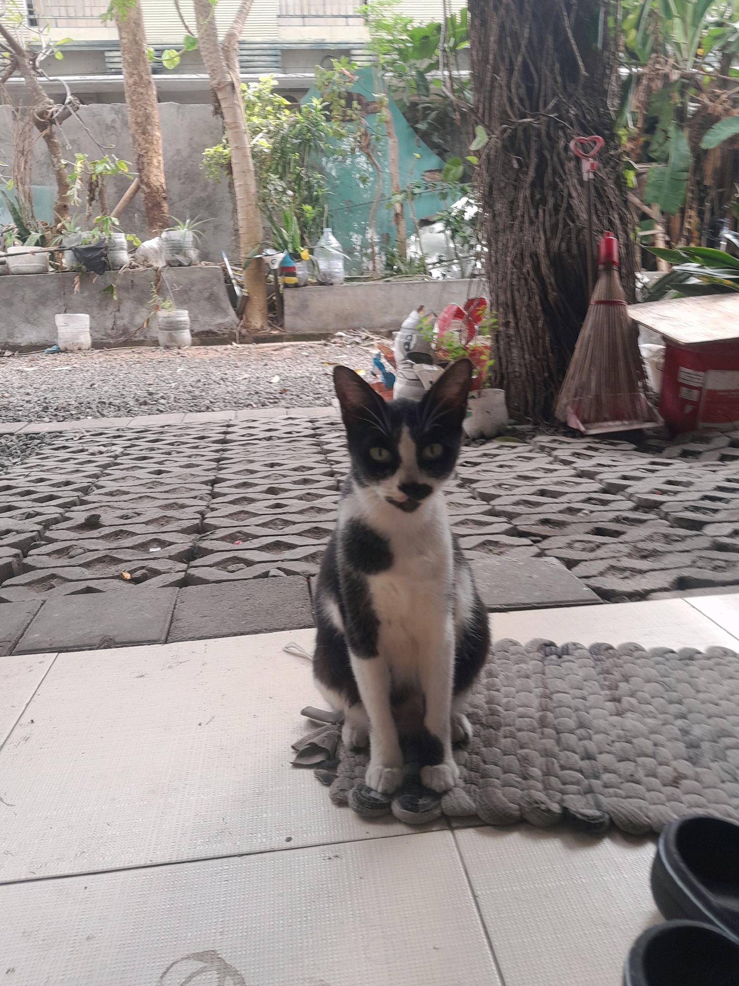 A black and white cat with green eyes sits on a tiled porch in Denpasar, Indonesia. The cat is facing the camera, with its front paws resting on a grey braided mat. Behind the cat, a large tree trunk is visible, along with a broom and a red trash can. The ground is covered with patterned grey pavers and gravel. In the background, there are several potted plants and a building. The overall scene suggests an outdoor living space or garden area.