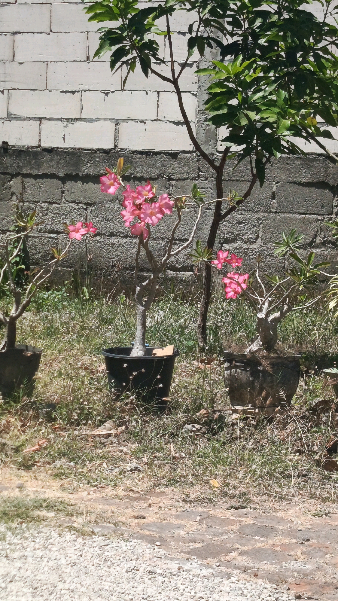 An outdoor scene in Kertosari, Indonesia, features three potted desert rose plants with vibrant pink flowers. The plants are arranged in a row on grassy ground in front of a grey brick wall. The wall has a rough texture and is partially covered with some darker, possibly stuccoed, material near the ground. To the right of the desert roses, a larger tree with lush green leaves extends upwards. The ground is covered in dry grass and some scattered brown leaves, with a path made of interlocking pavers and white gravel visible in the foreground. The lighting suggests it is daytime. There are no people or animals visible in the image.