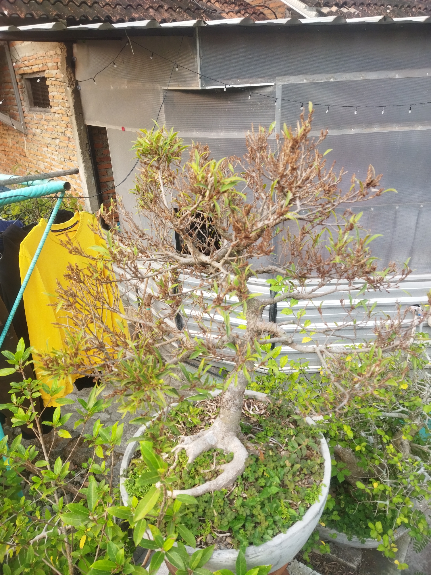 In a residential setting in Wonokarto, Indonesia, a bonsai tree is the primary subject of this outdoor photograph. The tree, with its gnarled trunk and branches, displays both green foliage and dry, twig-like sections, suggesting it is in a state of transition or has areas of dieback. It is planted in a light-colored, large pot filled with green ground cover plants.
Behind the bonsai, a bright yellow t-shirt hangs on a light blue rack, alongside other dark clothing. The background reveals details of a building's exterior: a section of red brick wall with a small, gridded window, and a corrugated metal or plastic wall structure. A string of small, star-shaped lights is visible across the corrugated surface, and a tile roof caps the structure. The overall scene suggests an outdoor storage or workspace area.
