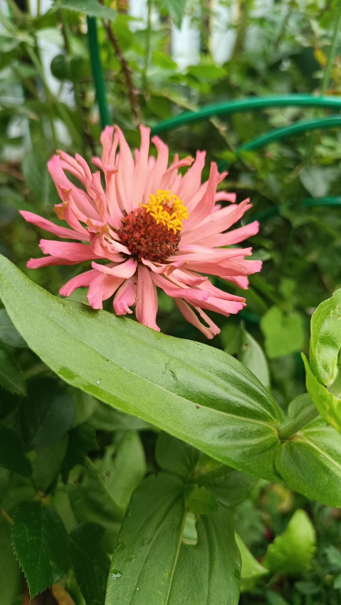 A pink zinnia flower with a brown and yellow center is in focus in the foreground. The flower has multiple delicate petals that are slightly curled and appear to be wilting. A large, vibrant green leaf is positioned in front of the flower, partially obscuring its lower petals. The background is blurred and consists of green foliage, a green garden stake, and hints of a white fence. The image captures a close-up view of the flower in a natural outdoor setting. The location in Karsha, Russia is not determinable from the visual information present.
