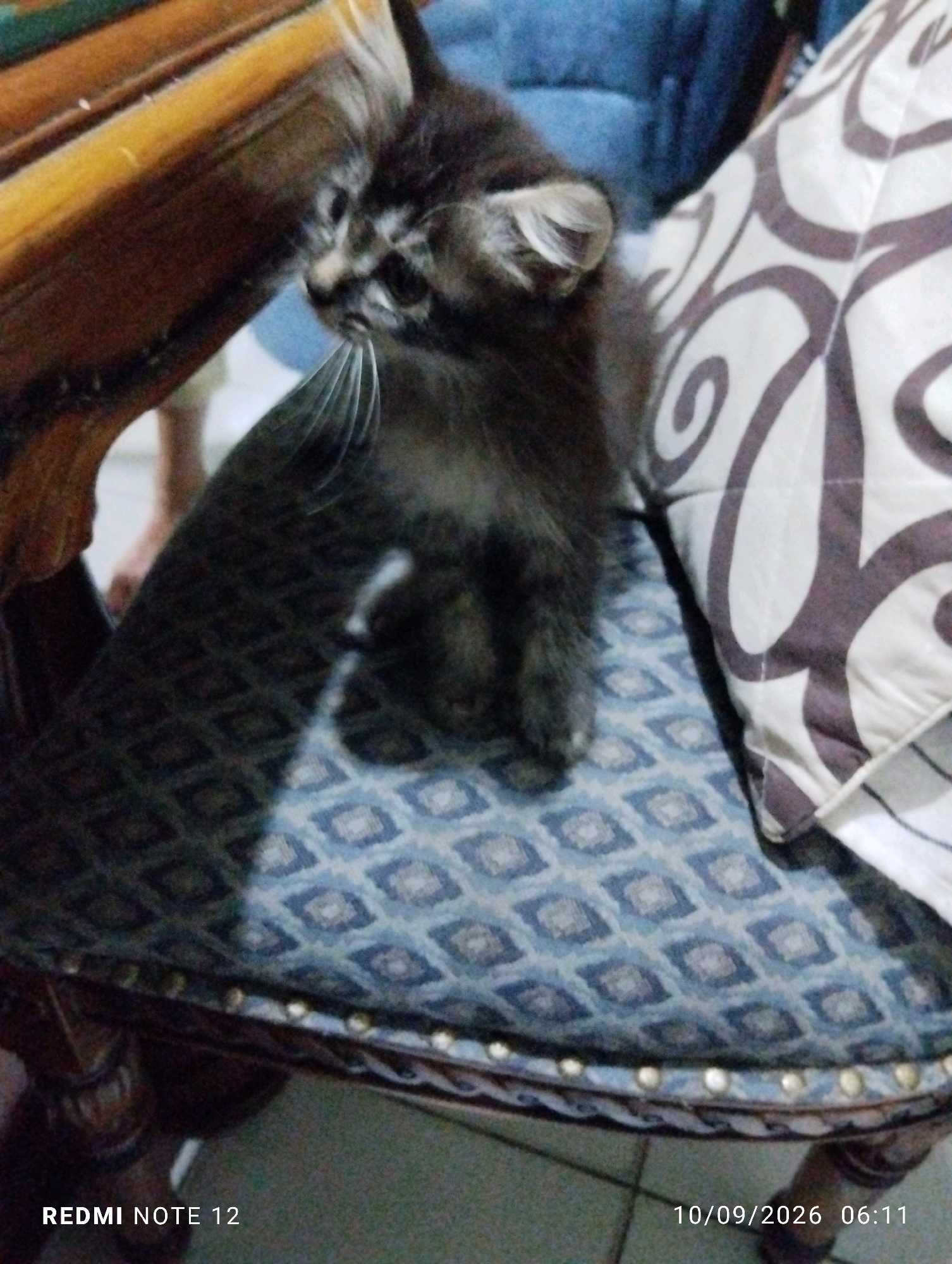 A young, long-haired, dark grey and white kitten is sitting on a blue patterned chair. The kitten is facing left with its whiskers visible. To the right of the kitten is a pillow with a brown and white swirled pattern. The chair has wooden legs. The image also shows part of a wooden table on the left. The bottom of the image displays "REDMI NOTE 12" and the date "10/09/2026 06:11". The overall scene appears to be an indoor setting, likely a home. There is no indication that the image was taken in the city of Bekasi, Indonesia.