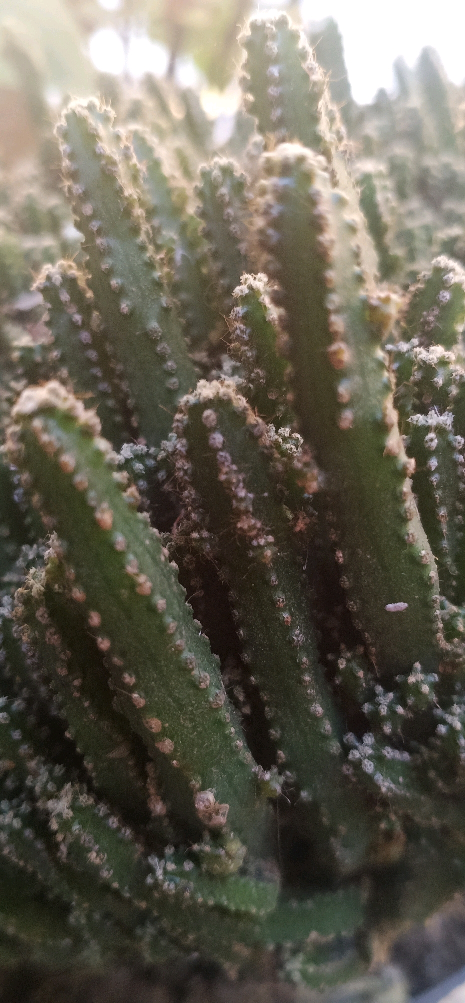 A close-up, shallow depth of field shot captures a cluster of green, finger-like cacti. The cacti are tightly packed together, with a textured surface dotted with small, raised bumps and some sparse, white fuzzy growth. The lighting suggests it is daytime, with a soft, diffused light source coming from the upper right, creating highlights and a slightly hazy background. The focus is on the texture and ribbed structure of the cacti. No people or specific environmental details are discernible that would indicate a location in Gambarsari, Indonesia.