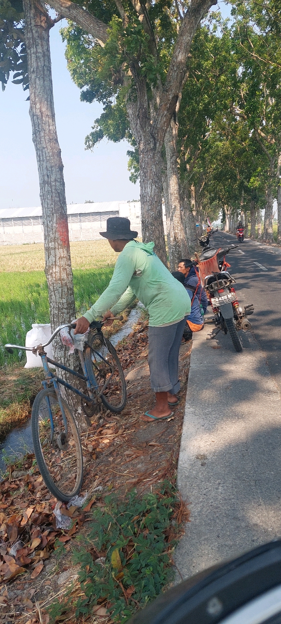 The image shows a roadside scene in Lumajang, Indonesia, with a person in a light green hoodie and a dark hat leaning against a bicycle. The bicycle is parked next to a tree with rough bark, which has a red mark painted on it. The ground is covered with dry leaves and some green plants. To the right of the bicycle, there is a narrow irrigation ditch. Further down the road, other individuals are visible sitting near parked motorcycles. A motorcycle with license plate P 4456 MY is prominently featured. In the background, a large building with a corrugated roof is situated next to a field of green crops, likely rice paddies. The road is paved with white lines indicating lanes, and trees line the side of the road. The sky is clear and blue, suggesting it is daytime.
