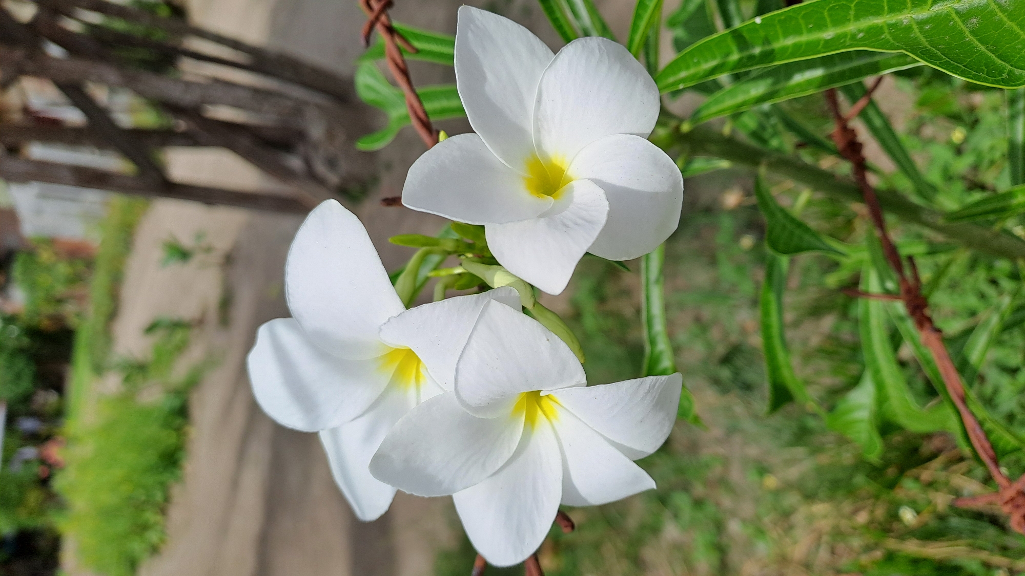 This image depicts a cluster of three white plumeria flowers with yellow centers, set against a blurred background. The flowers are in sharp focus, showcasing their delicate petals and vibrant hues. In the foreground, a section of rusty barbed wire is visible, partially obscuring some of the green leaves of the plumeria plant. The background is an out-of-focus depiction of a natural setting, possibly a rural area or the outskirts of a city, with dirt ground, green vegetation, and hints of wooden structures. The location is specified as Lhokaweawe, Indonesia, suggesting an outdoor environment in this Indonesian city. There are no people or specific actions captured in the image.