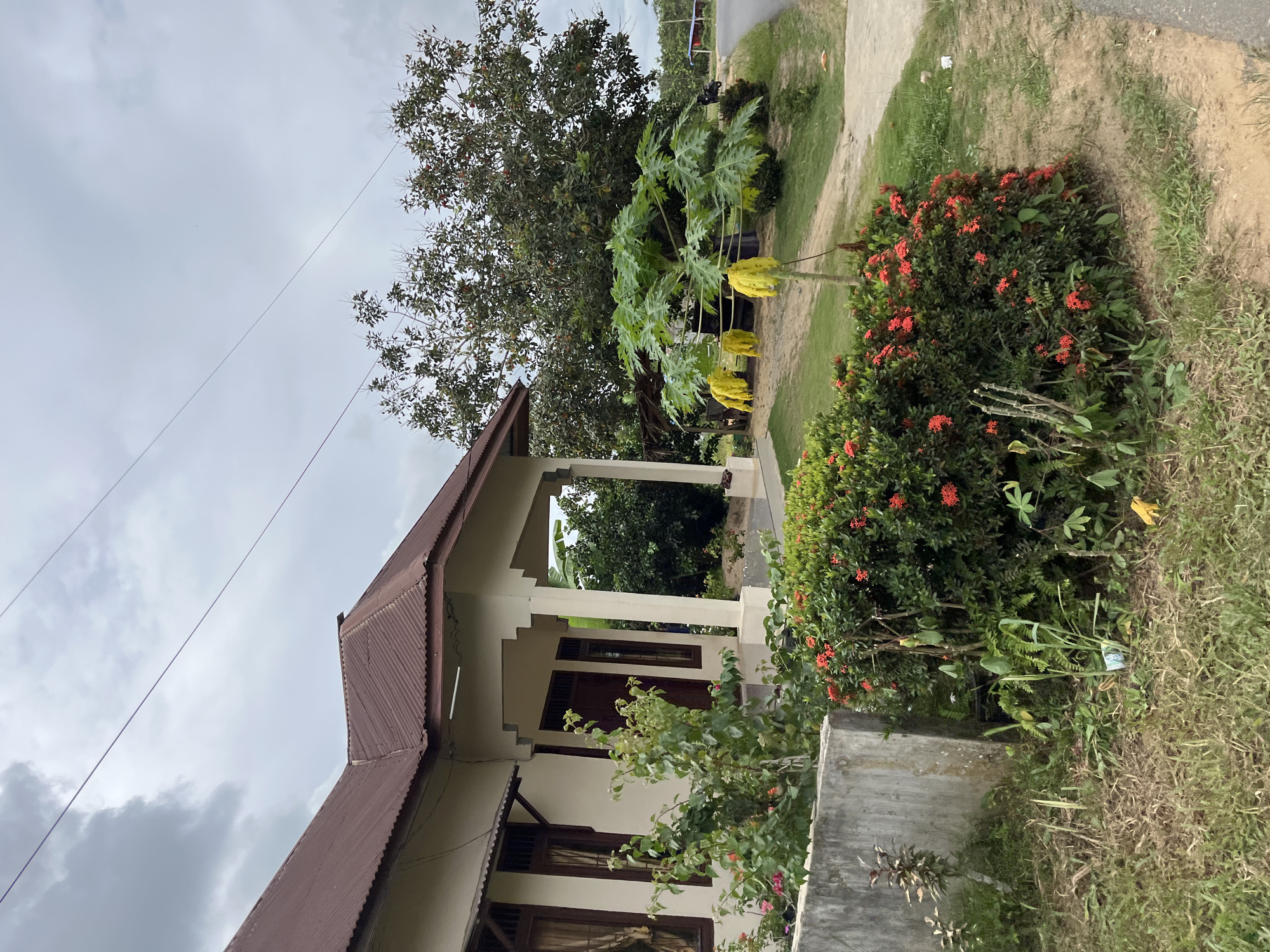The image depicts a residential property in Sukajadi, Indonesia, on a cloudy day. A light-colored house with a brown, corrugated metal roof is visible on the left side of the frame. The house has several windows with dark brown frames and curtains, and a covered porch supported by pillars. In front of the house, a concrete barrier runs along the foreground, partially obscured by lush green foliage and a dense bush with small red flowers. A papaya tree with yellow fruit hangs suspended by ropes stands to the right of the bush. Behind the house and papaya tree, a large, leafy tree dominates the background, with more vegetation and distant buildings visible further back. A paved road runs along the right edge of the property. The overall scene is tranquil, with no people or discernible actions taking place. The environment appears to be a typical residential area in a tropical climate.