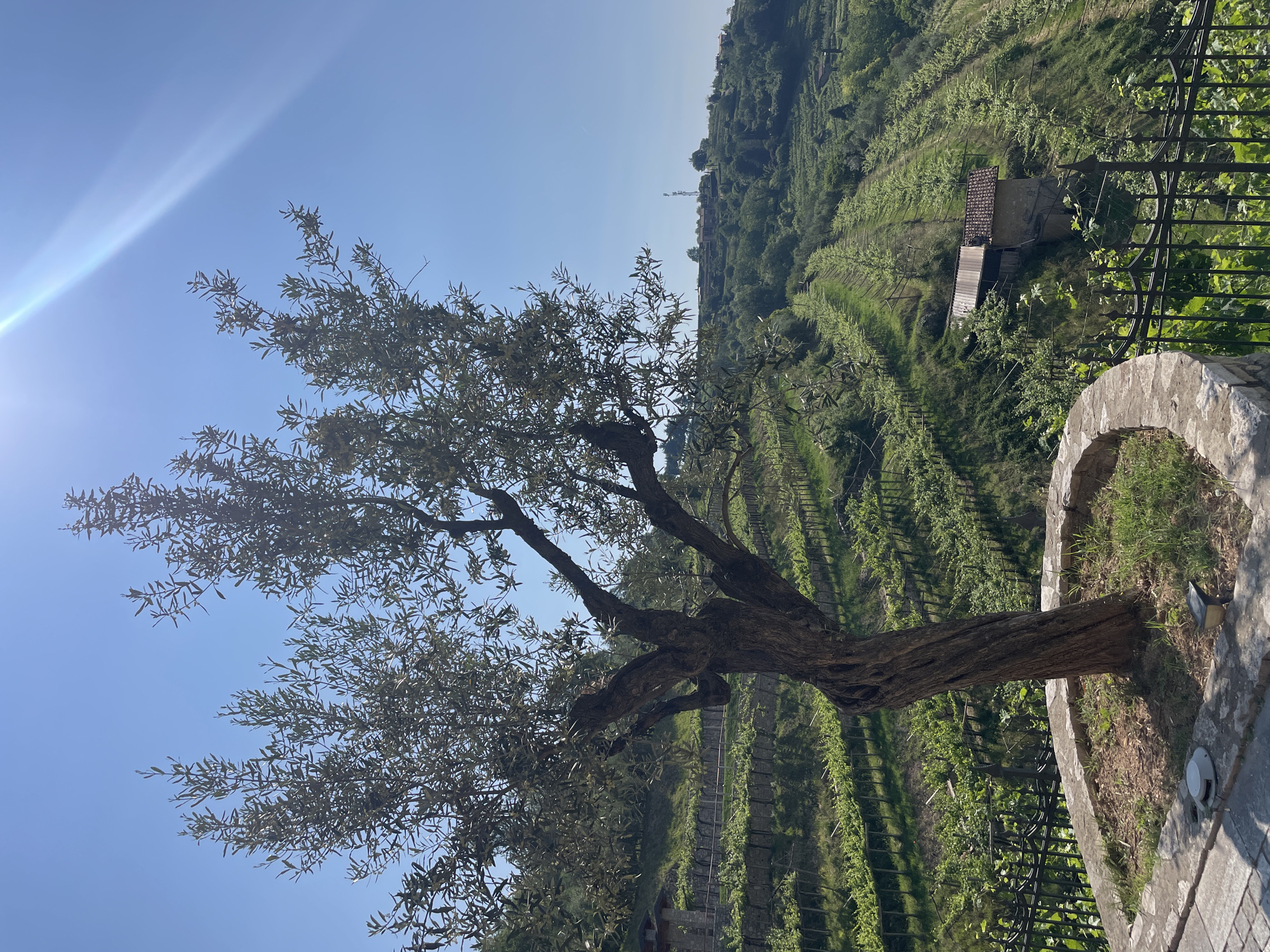 The image captures a picturesque view in Gussago, Italy, featuring a vineyard landscape. In the foreground, an olive tree stands prominently, its leaves dense against the bright blue sky. A stone and wrought iron enclosure surrounds the base of the tree. The background reveals rows of grapevines cascading down a hillside. A small structure with a dark roof is nestled amidst the greenery of the vineyard. The sky is clear with a noticeable sun glare.