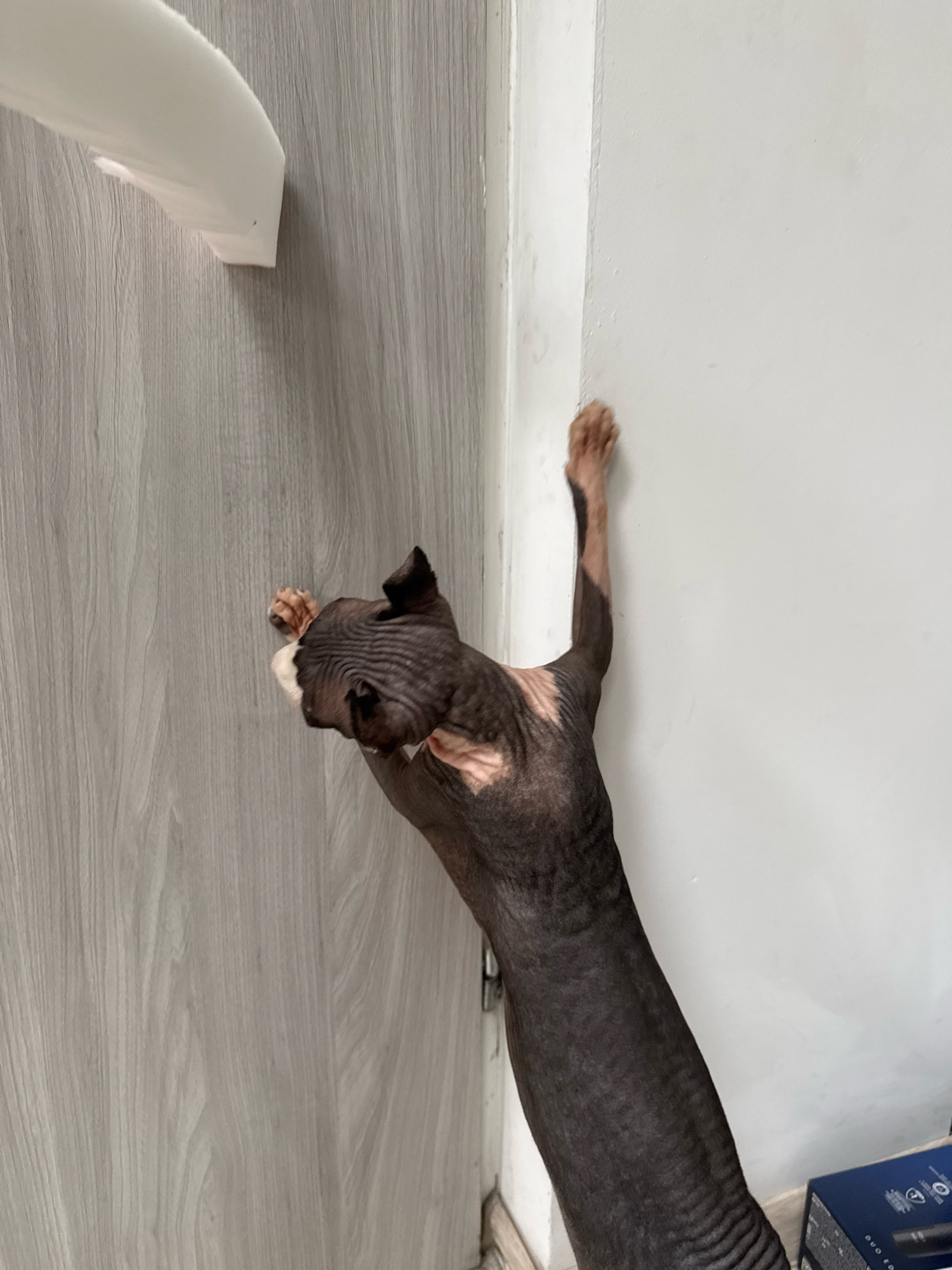 A hairless cat, likely a Sphynx, is captured in motion against a backdrop of an indoor environment. The cat is dark brown with visible wrinkles across its body. It is positioned with its back to the viewer, its body stretched upwards and contorted as it reaches for something with its front paws. One paw is pressed against a light-colored wall, forming an external corner with another wall. The other paw is extended towards a grey, wood-grained surface, possibly a door or cabinet, where a white object is partially visible. The lighting suggests an indoor setting, possibly a home, with a subtle shadow cast on the cat from the light source. The composition is tight, focusing on the cat's dynamic pose and its interaction with the architectural elements. There is no indication of the cat's location within Katowice, Poland, or any specific urban context.