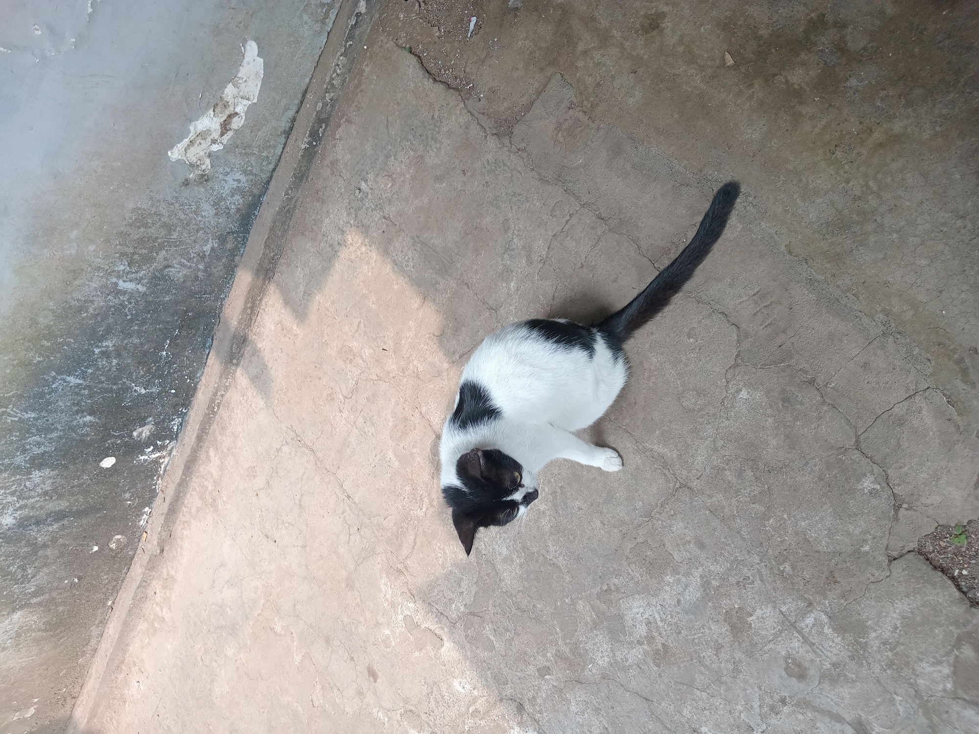 An outdoor, high-angle, full shot shows a black and white cat sitting on a cracked concrete ground. The cat is facing to the left, with its head down, looking at the ground. Its left front paw is visible. The cat has black markings on its head and back, and a long, black tail. Behind the cat is a textured, grey wall with some white peeling paint. Sunlight casts a shadow across the concrete to the left of the cat. The environment appears to be an alley or pathway in Claket, Indonesia.