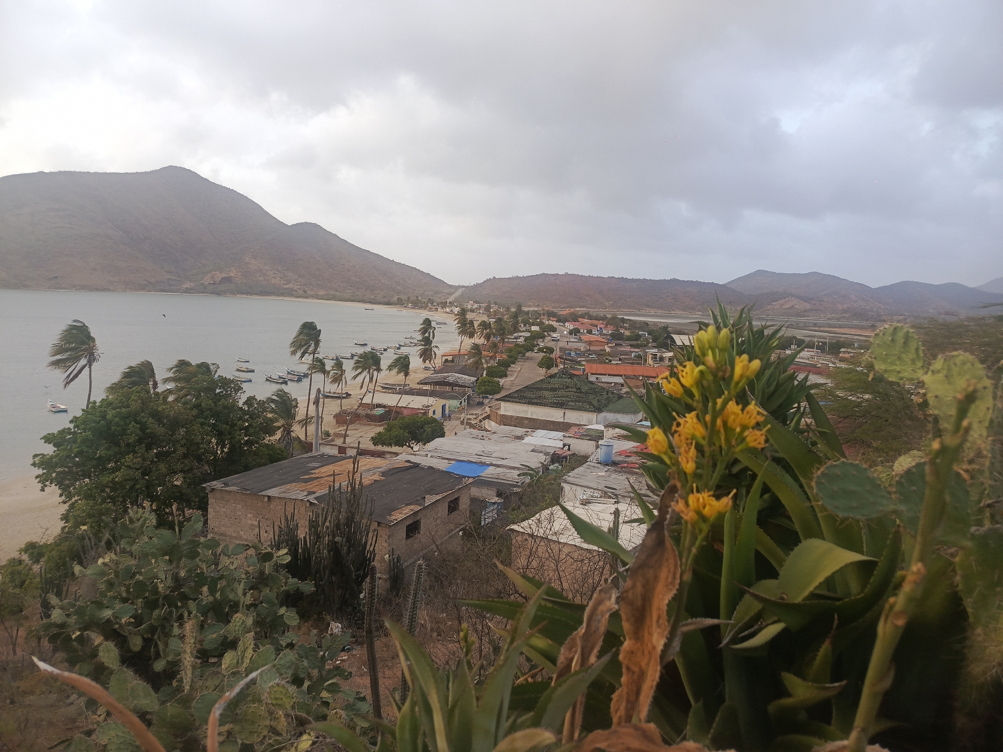 This panoramic image captures a coastal town, identified as Juan Griego, Venezuela, under an overcast sky. The scene is viewed from an elevated position, looking down towards a tranquil bay and the settlement beyond.
In the foreground, dense, arid-adapted vegetation is prominent, including various cacti species like prickly pear and other succulents, some bearing vibrant yellow flowers. The middle ground features a stretch of sandy beach lining the bay, where numerous small, traditional fishing boats are moored. Palm trees along the shoreline are visibly bent and swayed by strong winds, indicating blustery weather.
Beyond the beach, the town's buildings extend along the coast and into a valley. The houses are a mix of rustic structures, some appearing to be concrete block constructions, with various roof types including corrugated metal and dark tiles. A road or path winds through the settlement. In the distance, undulating mountains form the backdrop, their contours softened by the hazy, cloudy conditions.
The sky is entirely covered with clouds, suggesting an overcast day, possibly early morning or late afternoon, as there are no harsh shadows. No people are visible, and no discernible text appears in the image. The strong wind affecting the palm trees is a notable detail, hinting at the environmental conditions of this coastal location.