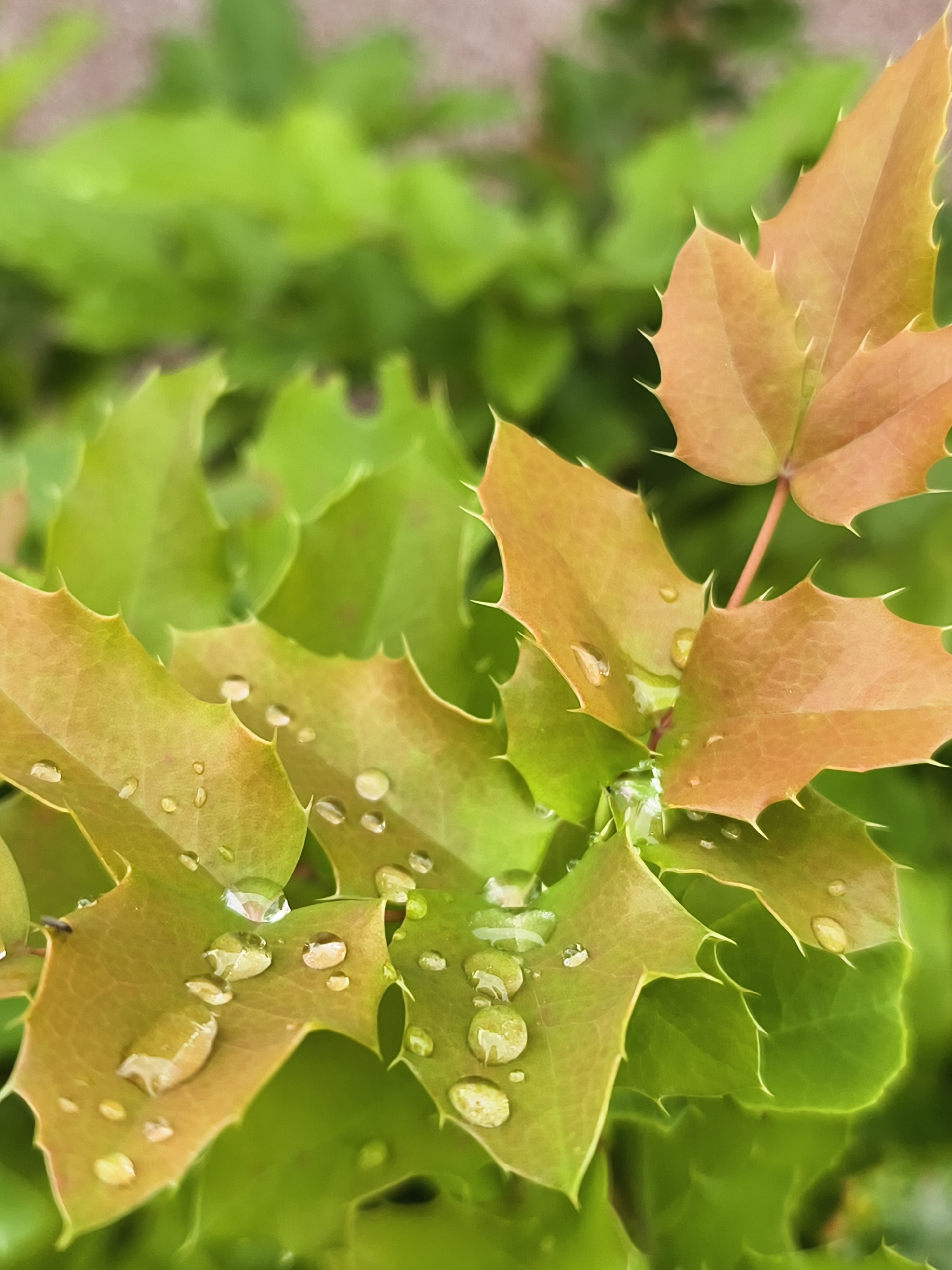 The image is a close-up, vertical, eye-level shot of a plant with spiky, holly-like leaves. Some leaves are a reddish-brown, while others are vibrant green. The leaves are covered in numerous water droplets, some of which are large and reflective. The background is a blur of green foliage. The scene appears to be outdoors, possibly in a garden or park. The image does not contain any people or provide specific details about a location in Tczew, Poland.