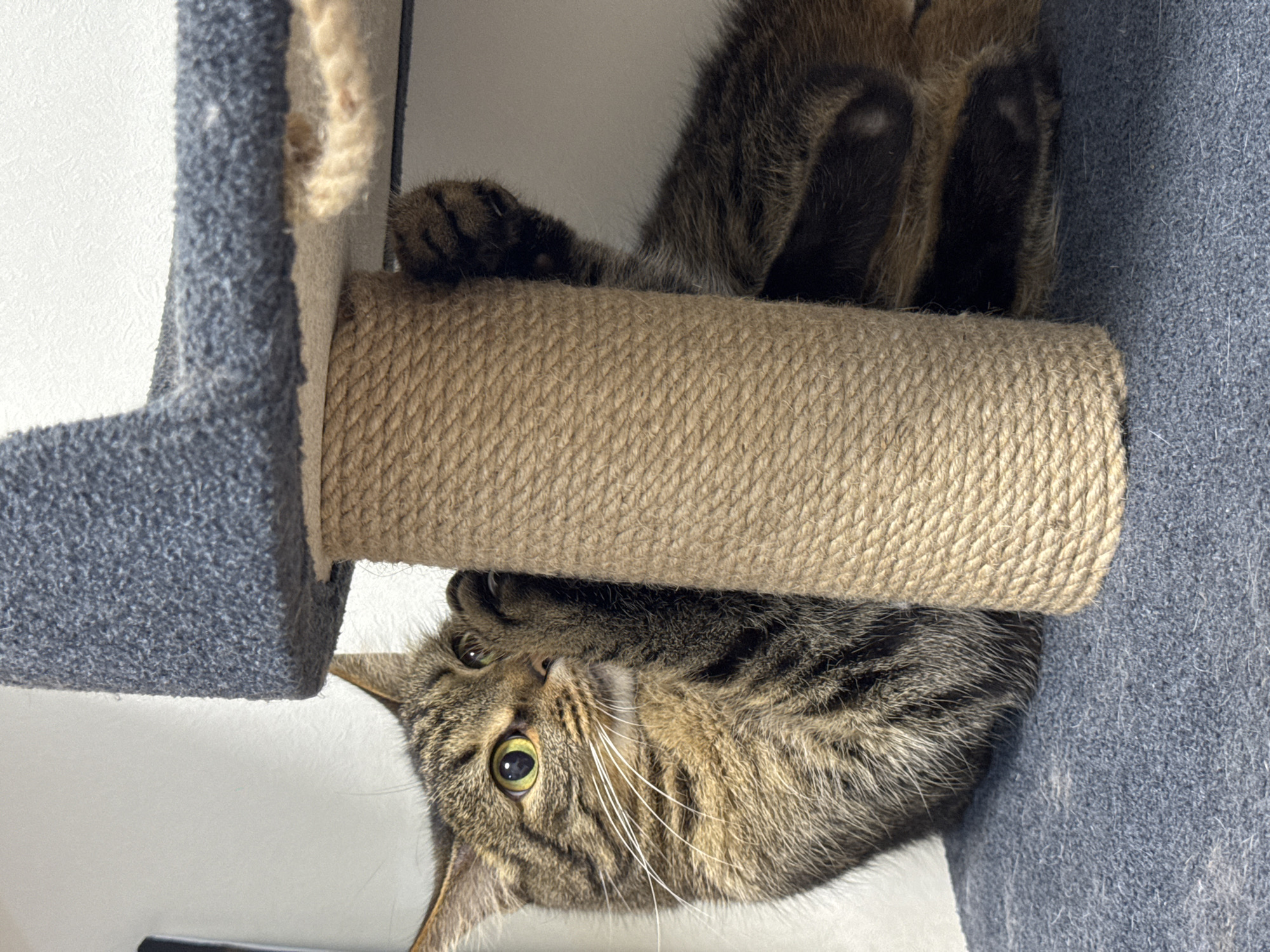 A domestic brown, black, and tan tabby cat with prominent green-yellow eyes and white whiskers is depicted engaging with a cat scratching post. The cat lies on a dark gray carpeted platform, with its head and front paws visible on the left side. Its right front paw grips the natural fiber rope-wrapped post, and its gaze is directed upwards and to the right. Part of the cat's body extends behind the post. Above the post is another dark gray carpeted platform. A plain white wall forms the background of the indoor scene.
