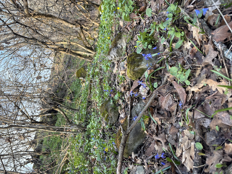 The scene depicts a natural, gently sloping hillside located in Gudemnis, Armenia, illuminated by natural daylight. The foreground consists of a dense layer of brown, fallen deciduous leaves, interspersed with patches of green herbaceous ground cover. Numerous small, blue, star-shaped flowers and several clusters of small yellow flowers are present among the foliage. Multiple irregular stones and rocks, some covered with green moss, are embedded in the terrain. Dead branches and twigs are scattered across the ground. The midground and background feature a dense growth of leafless deciduous trees with bare branches extending upwards towards a clear sky. Sparse green vegetation continues to grow on the ascending slope between the tree trunks. No human subjects, animals, or man-made objects are visible.