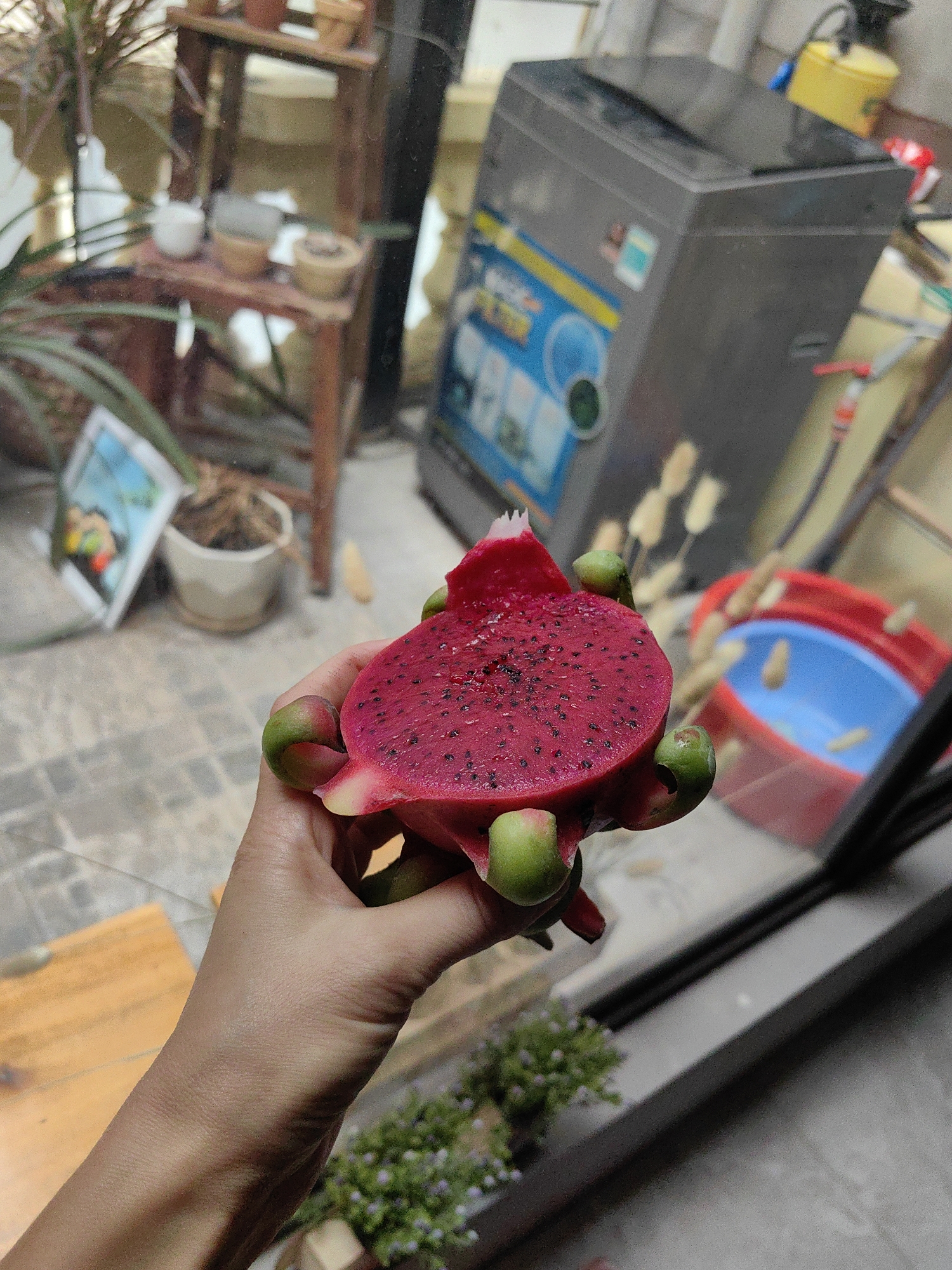 A hand holds a halved dragon fruit, revealing its red flesh speckled with black seeds. The background includes a washing machine, a red and blue bucket, and a wooden plant stand, suggesting an interior space. The presence of Vietnamese text and a local plant indicate the setting is likely Hà Nội, Vietnam. The foreground also shows a flower pot. The lighting appears to be a mix of natural and artificial.
