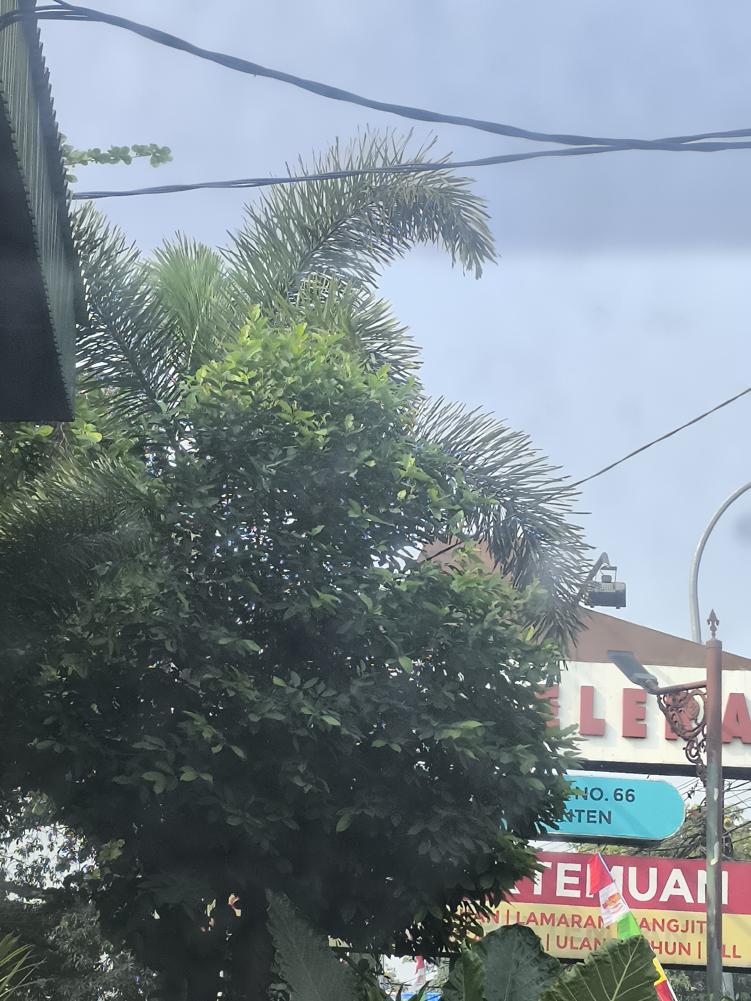 The image shows a street scene in Tangerang, Indonesia, with lush green foliage in the foreground. Behind the trees, a building with signs is visible. One sign, in white text on a red background, reads "TEMUAN" and below it, in smaller text, "ULAN HUN". Another sign, in blue text on a light blue background, displays "NO. 66" and "NTEN". The sky is overcast. Power lines are strung across the top of the image. In the middle ground, a small excavator is perched on the roof of the building.