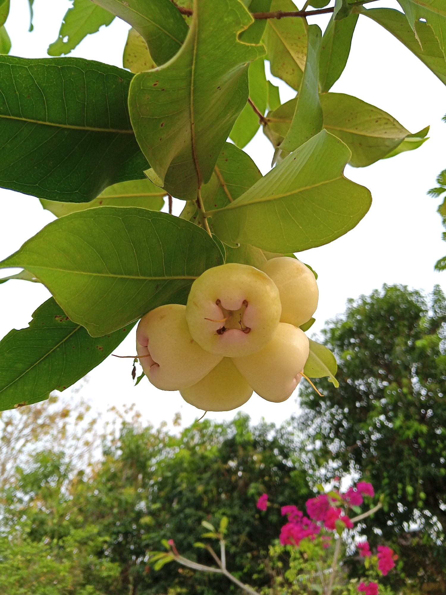 A cluster of pale yellow, bell-shaped fruits hangs from a branch with large, green leaves. The fruits are approximately the size of a plum, with a slight pinkish blush at the top and a four-pointed calyx at the bottom. The background is a blurry mix of green trees and foliage, with bright pink flowers visible in the lower right corner. The sky above is overcast and white. The image was captured in Plesan, Indonesia.