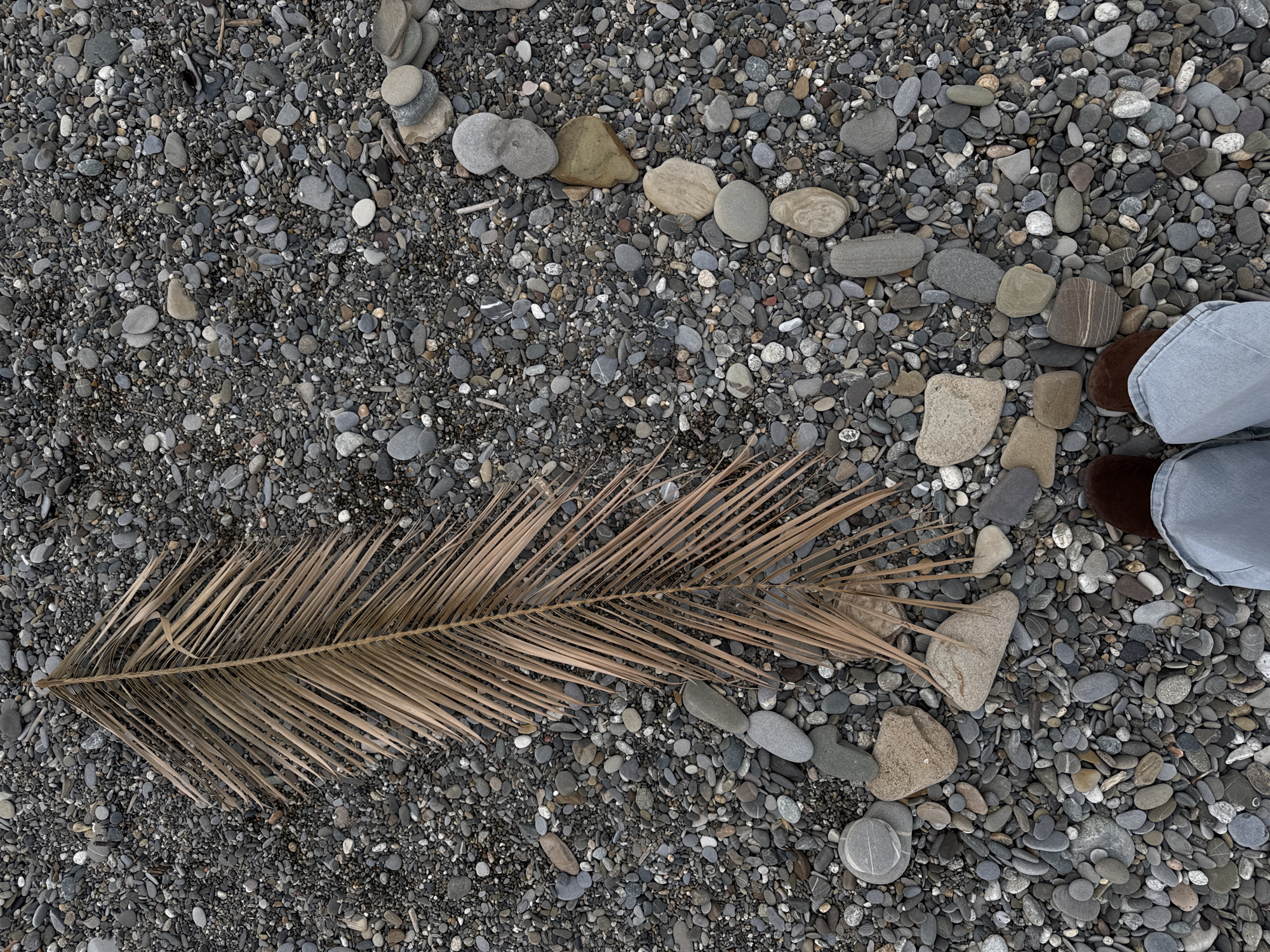 The image shows a beach scene in Sochi, Russia. The ground is covered in small, smooth, gray pebbles. A dried palm frond lies diagonally across the center of the frame. In the upper right corner, there are the shoes and the lower part of the legs of a person, dressed in light blue trousers. The stones are of various sizes, with some larger ones interspersed. There are also stacked pebbles in the top left.