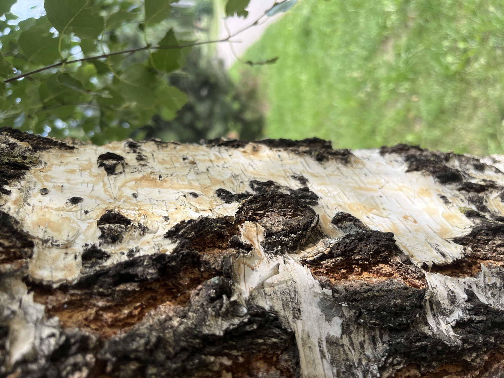 A close-up, eye-level shot focuses on the textured bark of a birch tree. The bark displays a mix of white, creamy yellow, and dark brown, with distinct horizontal striations and rough, flaky patches. The left side of the image shows a deeper, more rugged texture in shades of dark brown and black, while the right side is predominantly white with black lenticels, some appearing as small, dark ovals.
The background is softly blurred, indicating a shallow depth of field. To the right of the tree trunk, a patch of vibrant green grass is visible, suggesting an outdoor setting. Beyond the grass, a faint indication of a pathway or road can be seen, curving slightly to the right. Further in the background, out-of-focus green foliage and trees create a natural, park-like atmosphere. The lighting appears to be natural daylight, with some dappled light filtering through.
No people, animals, or specific objects that would pinpoint a city location are discernible. However, given the presence of a well-maintained grassy area and pathway, it is plausible this scene is located in a park or a tree-lined street within a populated area. Without further context or visual cues, a precise location in Minsk, Belarus, cannot be determined from this image alone.