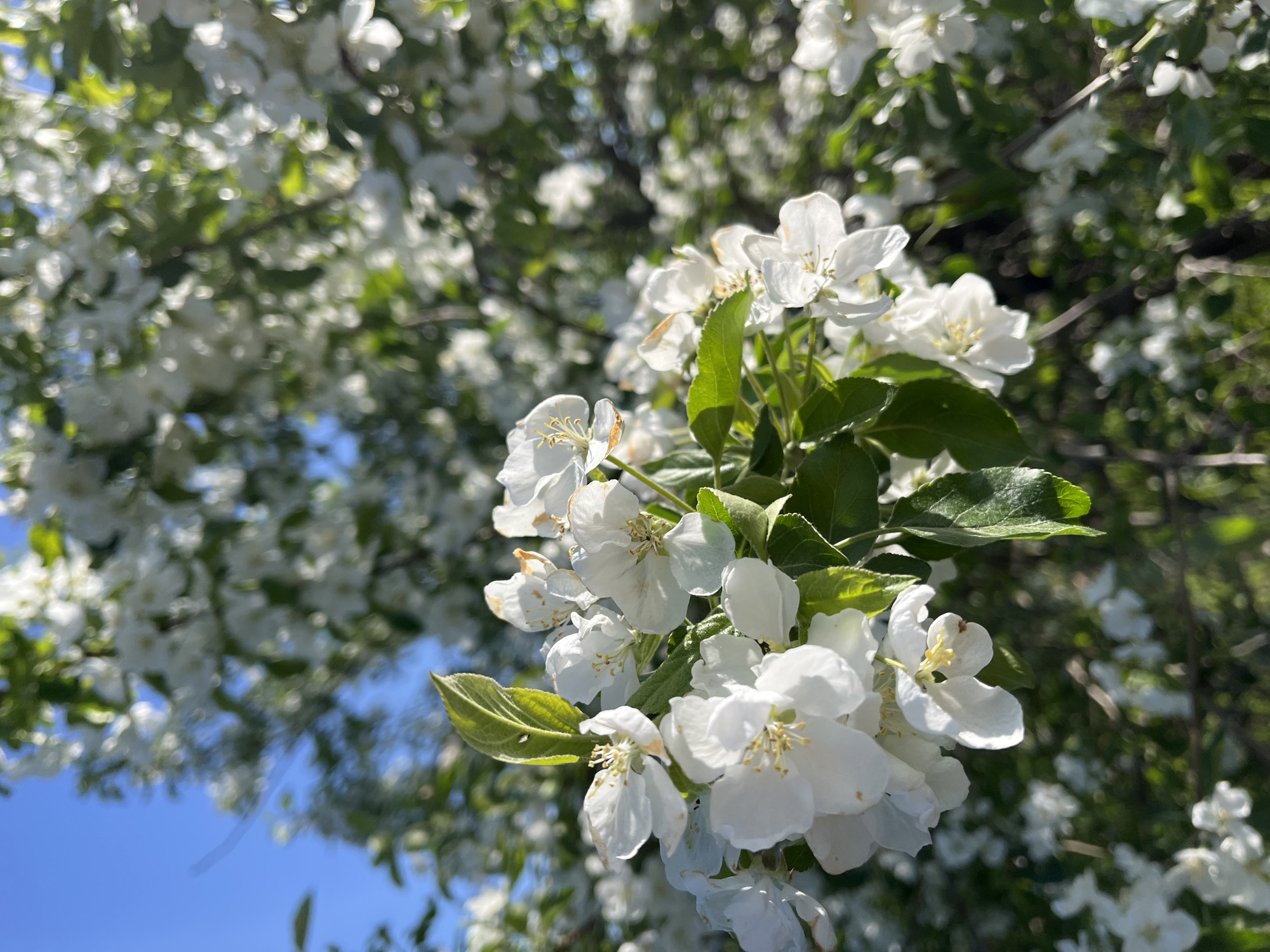 This close-up image showcases a cluster of delicate white blossoms on a tree, likely an apple or crabapple, set against a blurred background of more flowers, green leaves, and a clear blue sky. The main subjects are the several white flowers in sharp focus, revealing their petals and prominent yellow stamens. Fresh green leaves accompany the blossoms, with some displaying slight imperfections or varying shades of green.
The background features numerous out-of-focus white flowers and green foliage, creating a soft, ethereal bokeh effect that highlights the crisp details of the foreground. A vibrant, deep blue sky is visible in the lower-left portion of the frame, peeking through the branches. The bright, natural illumination suggests it is daytime, under fair and sunny weather conditions. There are no visible people or discernible activities taking place, emphasizing the serene beauty of nature in bloom. The scene evokes a feeling of freshness, spring, and natural tranquility. No text is visible in the image. The location context is Зыково, Russia.