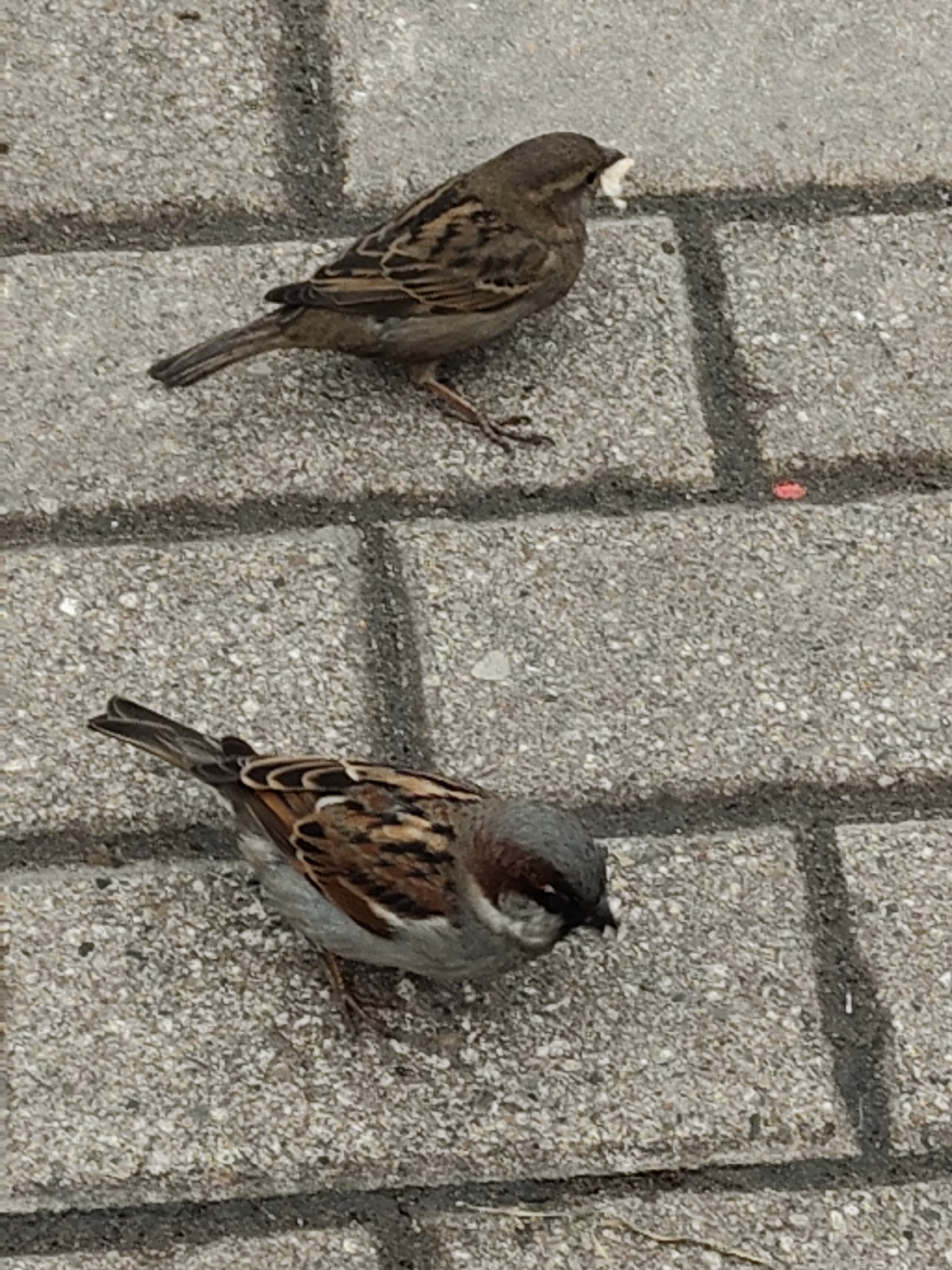 Two sparrows are perched on a paved surface made of rectangular blocks. The top sparrow is oriented horizontally and has a piece of white material in its beak. The lower sparrow faces downward, with its head closer to the ground. The paving stones are light gray.