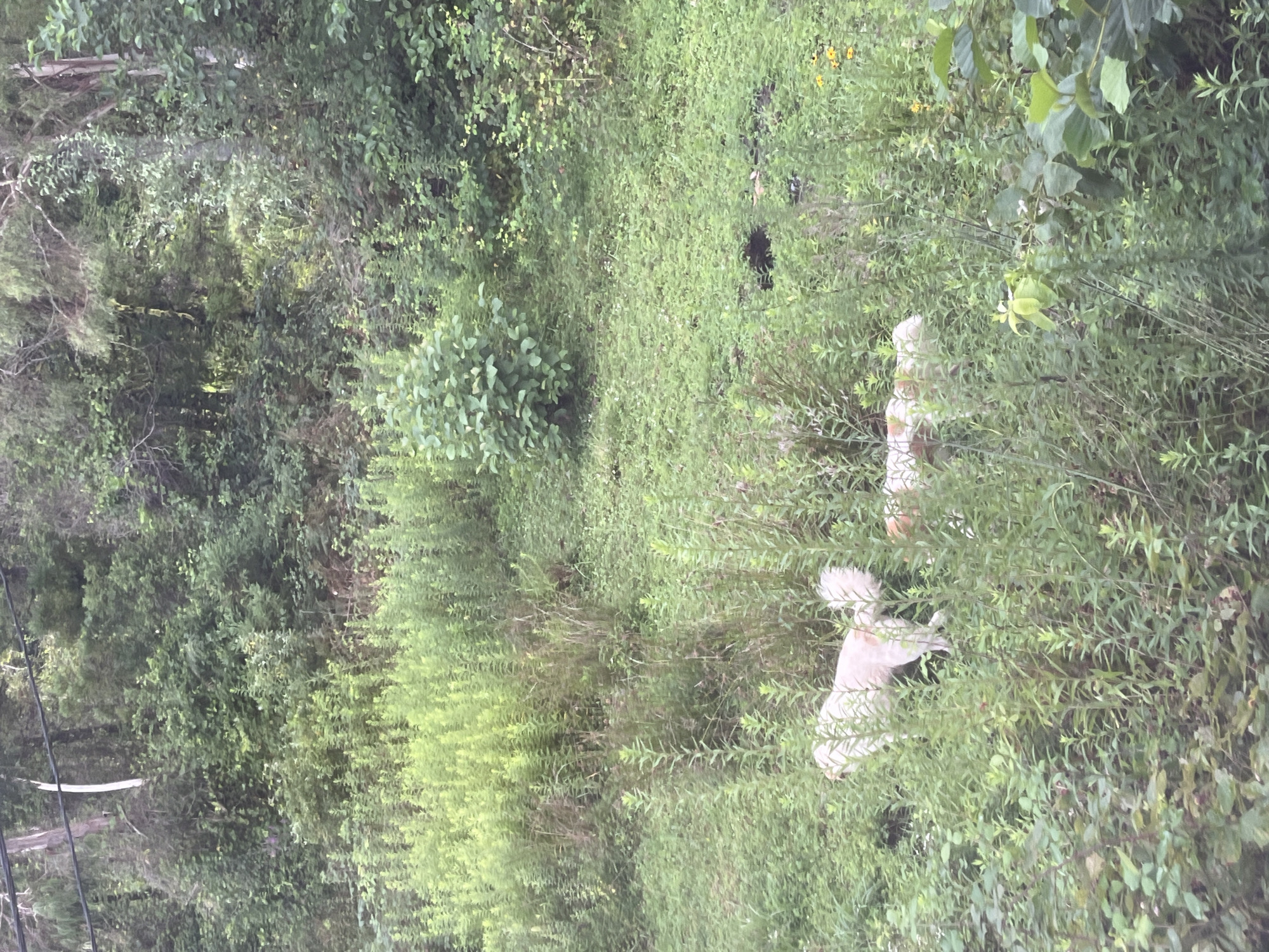 The image depicts a naturalistic scene, likely an outdoor environment with dense vegetation. In the foreground, there are two light-colored dogs partially obscured by tall, green plants. One dog, predominantly white, is facing to the left, with its tail held high. The other dog, a lighter shade of tan or cream, is facing forward and appears to be partially submerged in the foliage. The environment is characterized by lush green grasses and various types of plants, suggesting a somewhat unkempt or wild area. In the background, a dense forest of trees creates a darker, more shaded backdrop. The lighting suggests an overcast day or shaded conditions. The overall impression is one of a natural, possibly rural or park-like setting. No specific landmarks or indications of a city are visible.