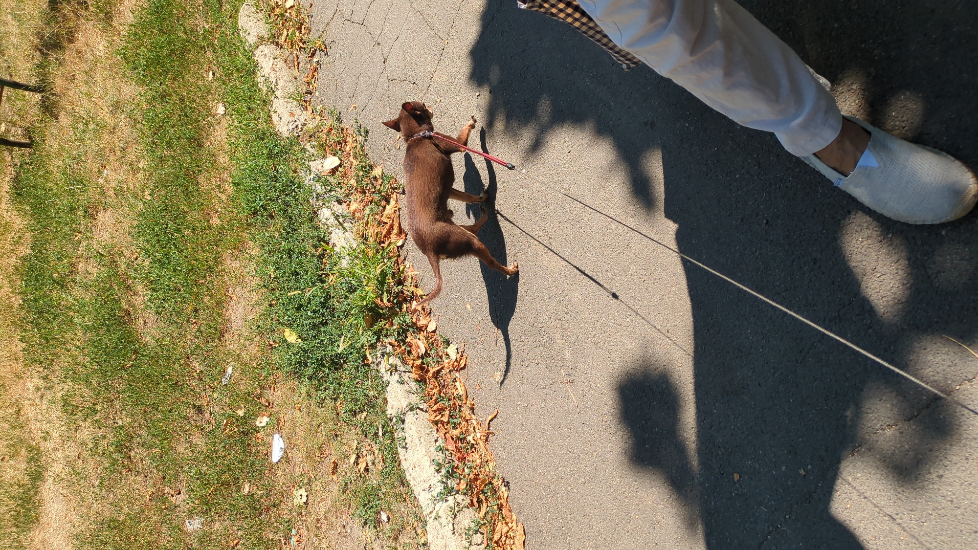 A small brown dog on a red leash walks on a paved path in Chișinău, Moldova, casting a long shadow. The path is bordered by dry grass and scattered brown leaves. Part of a person's legs and feet, wearing light-colored pants and espadrilles, are visible in the lower right corner. The background shows more dry grass and a hint of a dark metal structure. The lighting suggests a sunny day.