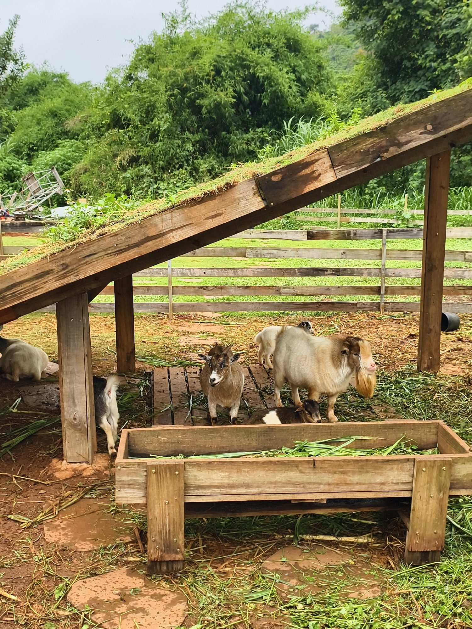 The image captures a goat enclosure in Thôn 1, Vietnam, featuring a rustic wooden structure with a grassy roof that provides shelter for the goats. Inside the enclosure, several goats of varying sizes and colors congregate around a wooden feeding trough filled with grass. One goat is standing prominently, and others are nestled beneath it. The ground is a mix of dirt, mud, and scattered grass, suggesting a natural outdoor environment. A wooden fence partially encloses the area, with a backdrop of lush green foliage and trees. In the background, a glimpse of a metal structure hints at other farm or agricultural activities nearby.