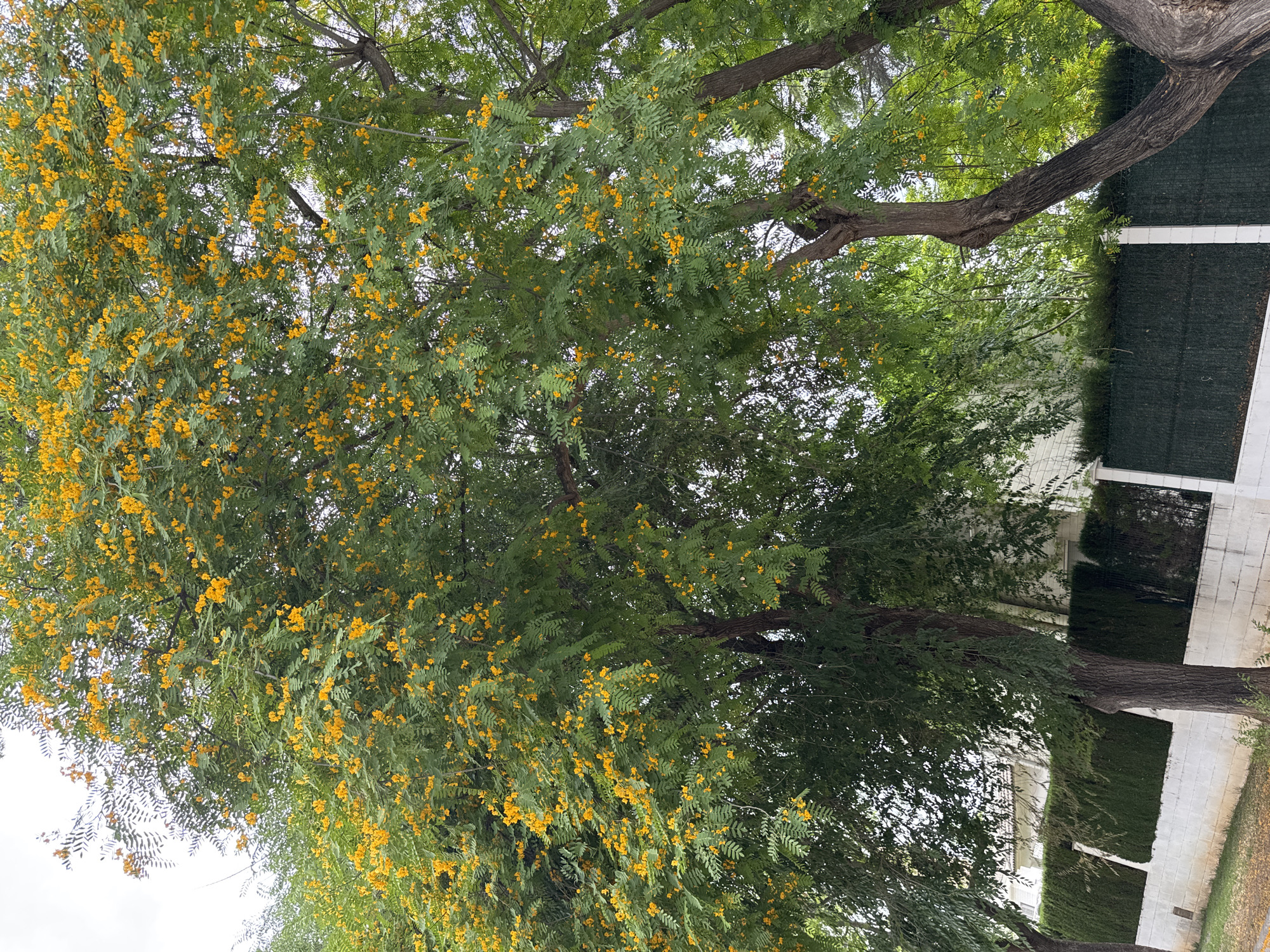 The image depicts a residential street scene in Benirredrà, Spain, featuring several large trees with lush green foliage and abundant small yellow flowers. One prominent tree in the foreground is in full bloom, its branches heavily laden with bright yellow blossoms. Behind it, other trees with similar characteristics are visible, along with a white brick wall topped by a dark green hedge and fencing. A white building with a tiled roof is partially visible behind the hedge. The overall impression is of a serene, tree-lined urban environment during a period of flowering.