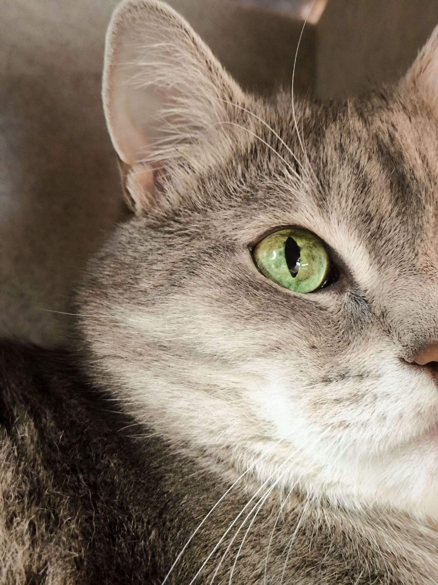 An extreme close-up, portrait-oriented, indoor photograph shows the left side of a gray tabby cat's face. The cat's eye is the primary focal point. The eye is a bright, vibrant green with a vertically slit pupil. The fur is a mix of light and dark gray stripes, with some white fur around the muzzle and under the eye. The cat's ear is visible on the upper left side of the frame, and its whiskers extend outward from the muzzle. The background is a softly blurred, muted gray, suggesting the cat is lying on a soft surface. There are no people or any discernible environmental elements that would indicate a specific location within a city.