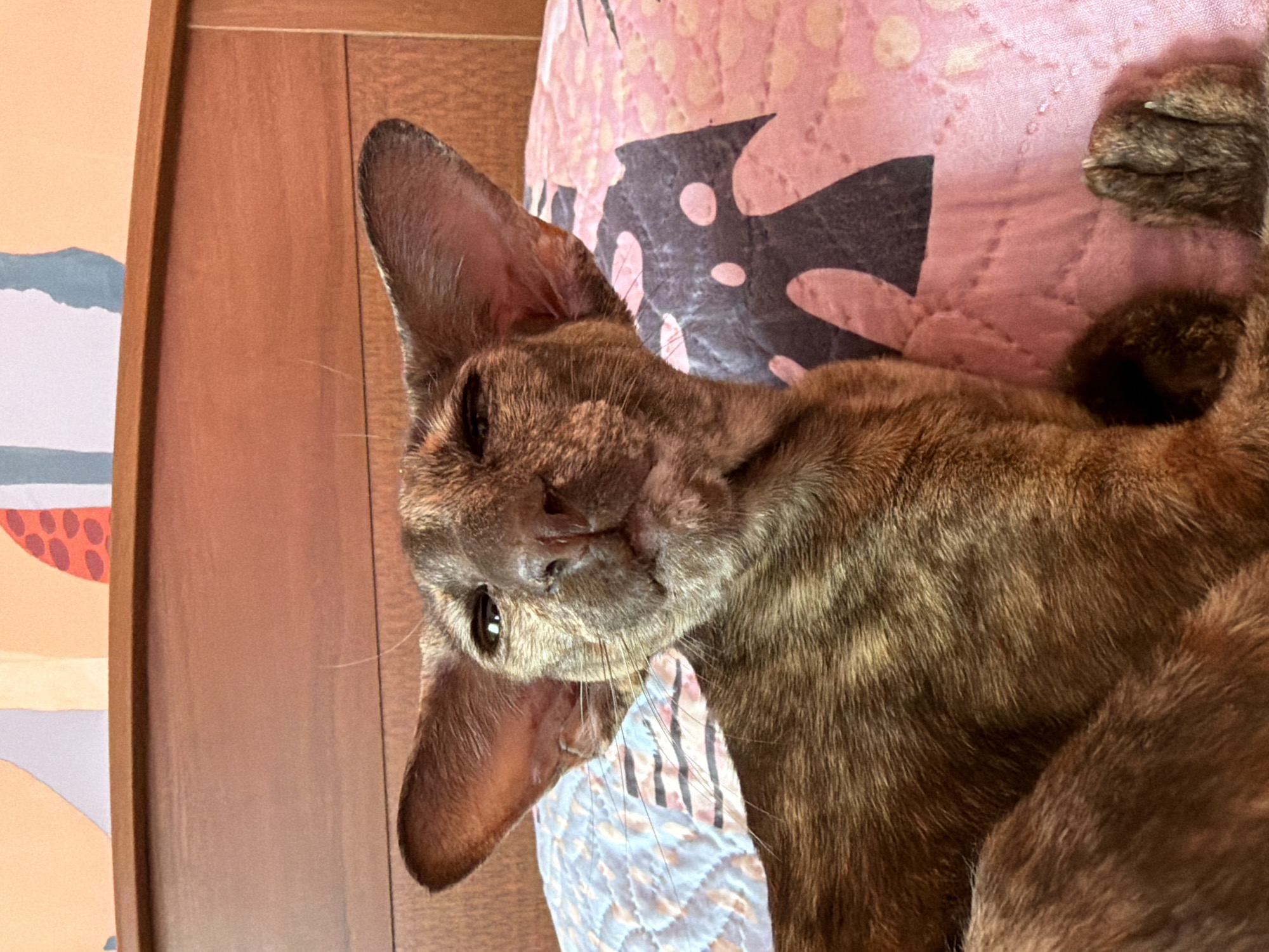 A brindle-patterned cat rests on a patterned quilt. The quilt has a pink background with dark brown blotches and a light blue pattern. A wooden cabinet is in the background to the left of the cat. A colorful painting is on the left edge. The cat has large, pointy ears.