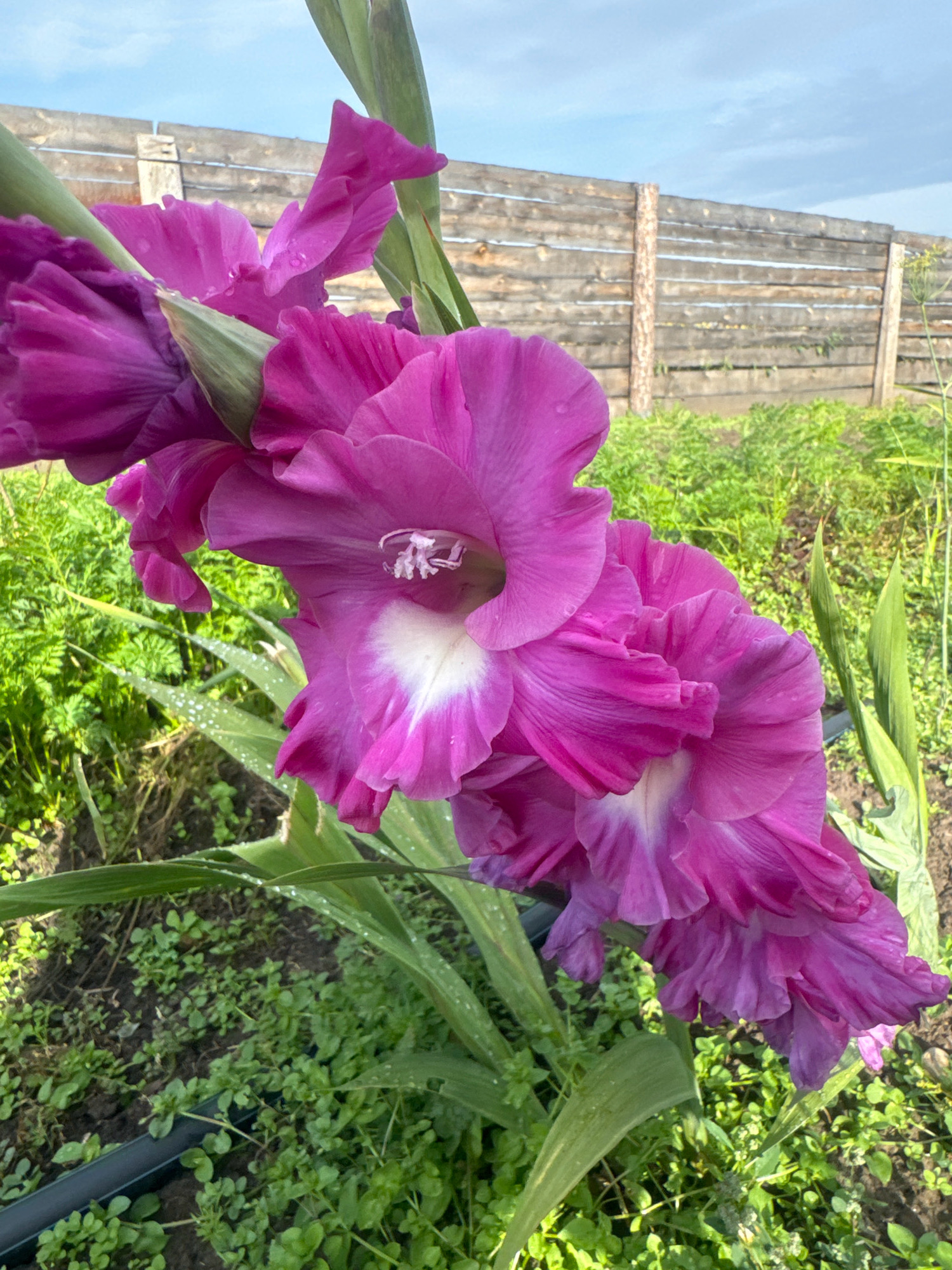 In Maksimovshchina, Russia, a cluster of vibrant magenta gladiolus flowers, glistening with dew drops, dominates the foreground. The flowers are a deep fuchsia with white accents at their centers. Behind the blooms, a rustic wooden fence, constructed from horizontal planks and supported by vertical posts, stretches across the scene. The fence is weathered and aged, indicating it has been exposed to the elements. Beyond the fence, lush green vegetation covers the ground, with some plants reaching taller heights. The sky above is a soft blue with scattered clouds, suggesting a pleasant day. The overall setting appears to be a garden or rural area. There are no people or animals visible in the image.
