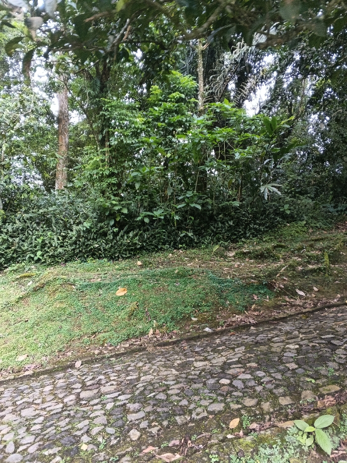 The image portrays a natural outdoor scene, reportedly situated in the city of Tah, Vietnam. In the foreground, a cobblestone path, composed of irregular, dark-toned stones, occupies the lower portion of the frame, showing signs of wear, moss growth, and dirt accumulation in its crevices. The path appears to ascend slightly from right to left. To the immediate left of the path, a gentle incline is covered with a carpet of short green vegetation and moss, with patches of exposed soil visible. Two distinct, light-brown, oval-shaped objects, consistent with large fallen leaves or fungi, rest on this verdant slope. The midground and background consist of dense, multi-layered green foliage, forming a thick wall of tropical or subtropical vegetation. Various shades of green indicate a variety of trees and undergrowth, with some taller tree trunks discernible through the canopy. No individuals, animals, or additional man-made structures are visible within the depicted environment.