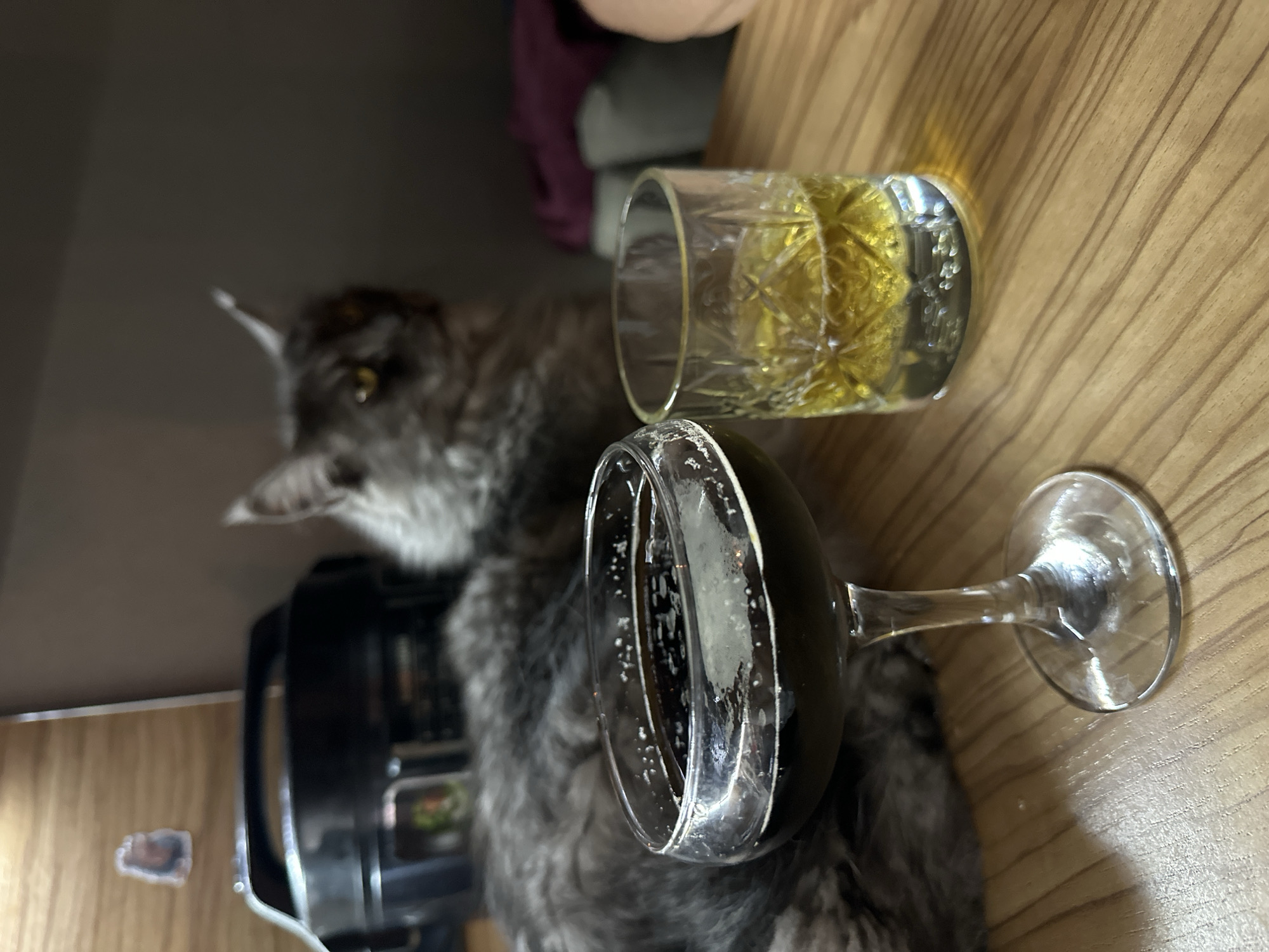A Maine Coon cat with grey fur sits on a wooden surface in the foreground. To the left, a coupe glass filled with a dark liquid, possibly beer or stout, is positioned in front of the cat. To the right, a short, clear glass with a diamond-cut pattern contains a yellow liquid, likely whiskey or bourbon. The background is blurred, showing a black appliance and a shelf with a sticker. The scene is indoors, on a wooden tabletop. The cat's gaze is directed towards the right. There are no other people visible in the image. The provided crops confirm the presence of the cat, the drinks, and the appliance. There is no information about the city of Angarsk, Russia in the image.